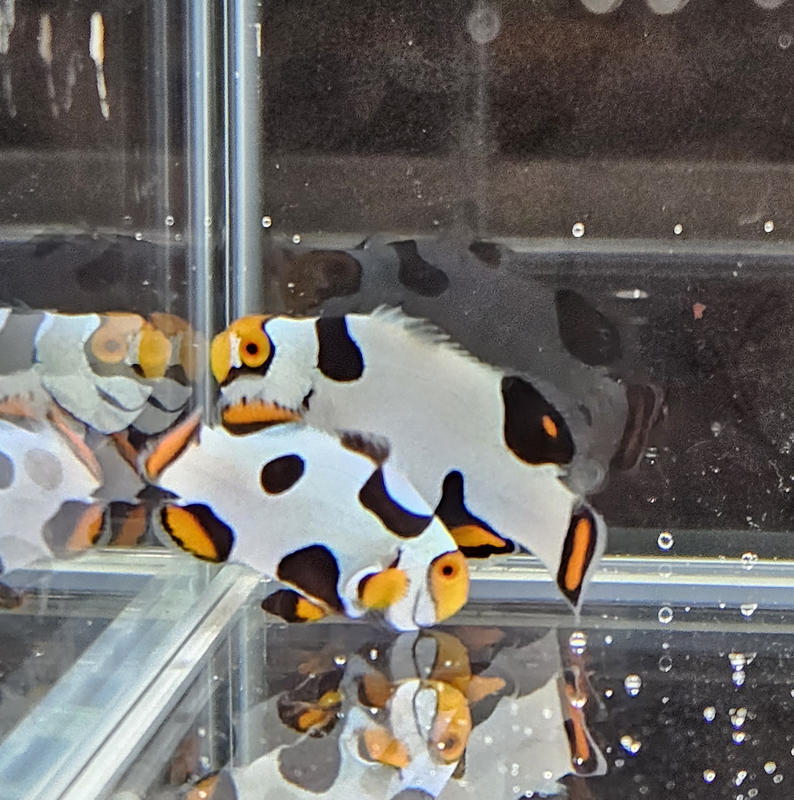 Extreme Picasso Pair 