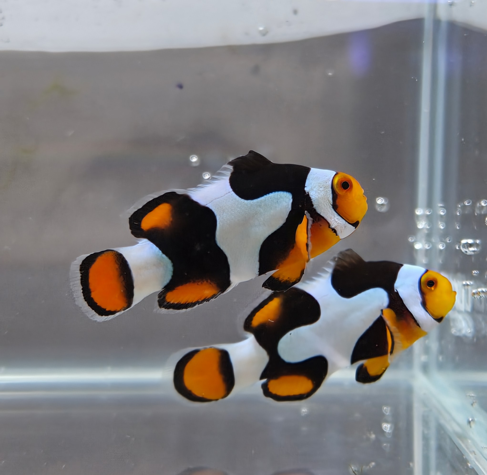 Percula Picasso Pair Puzzle Piece