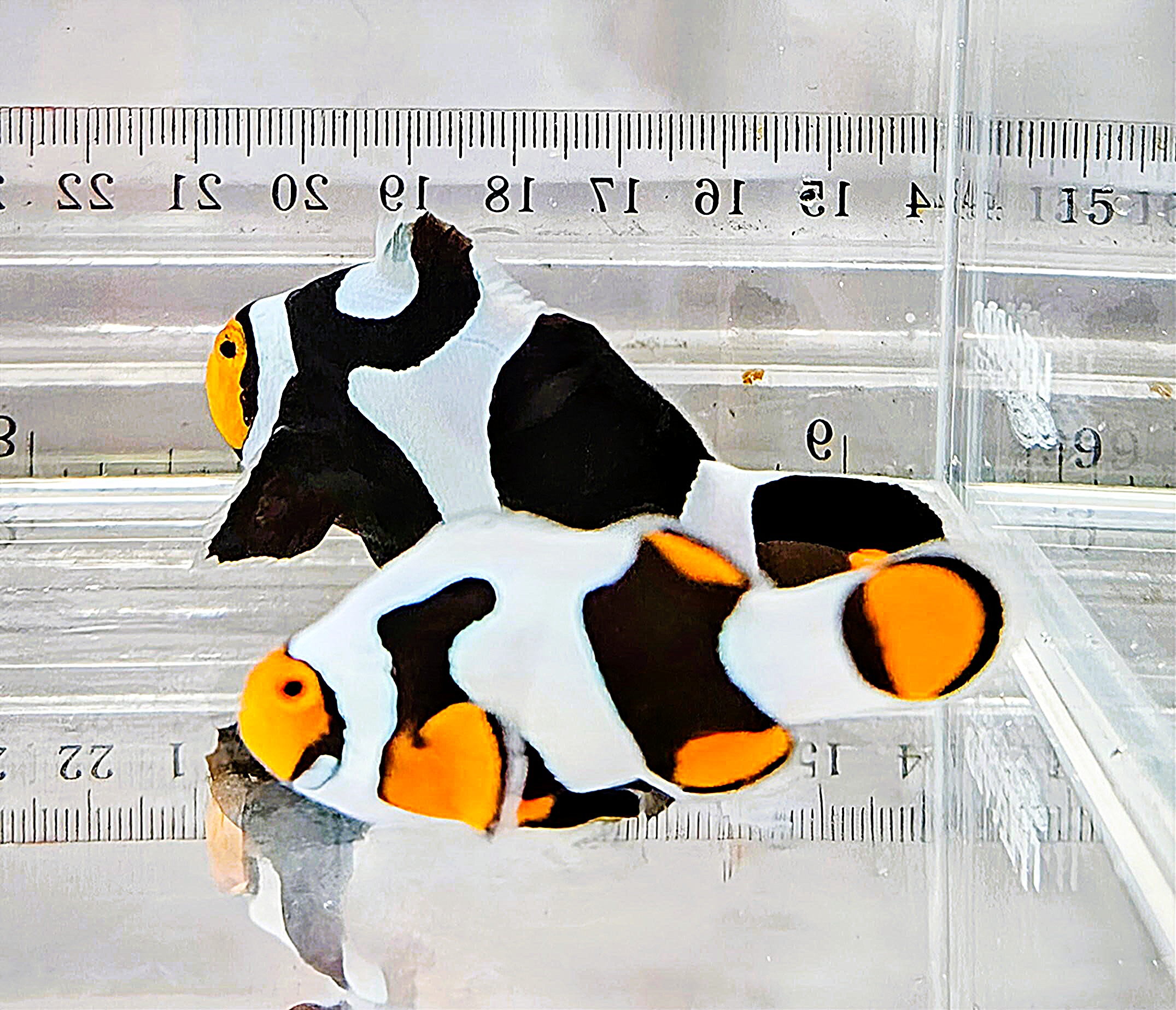 Onyx Picasso Pair WYSIWYG