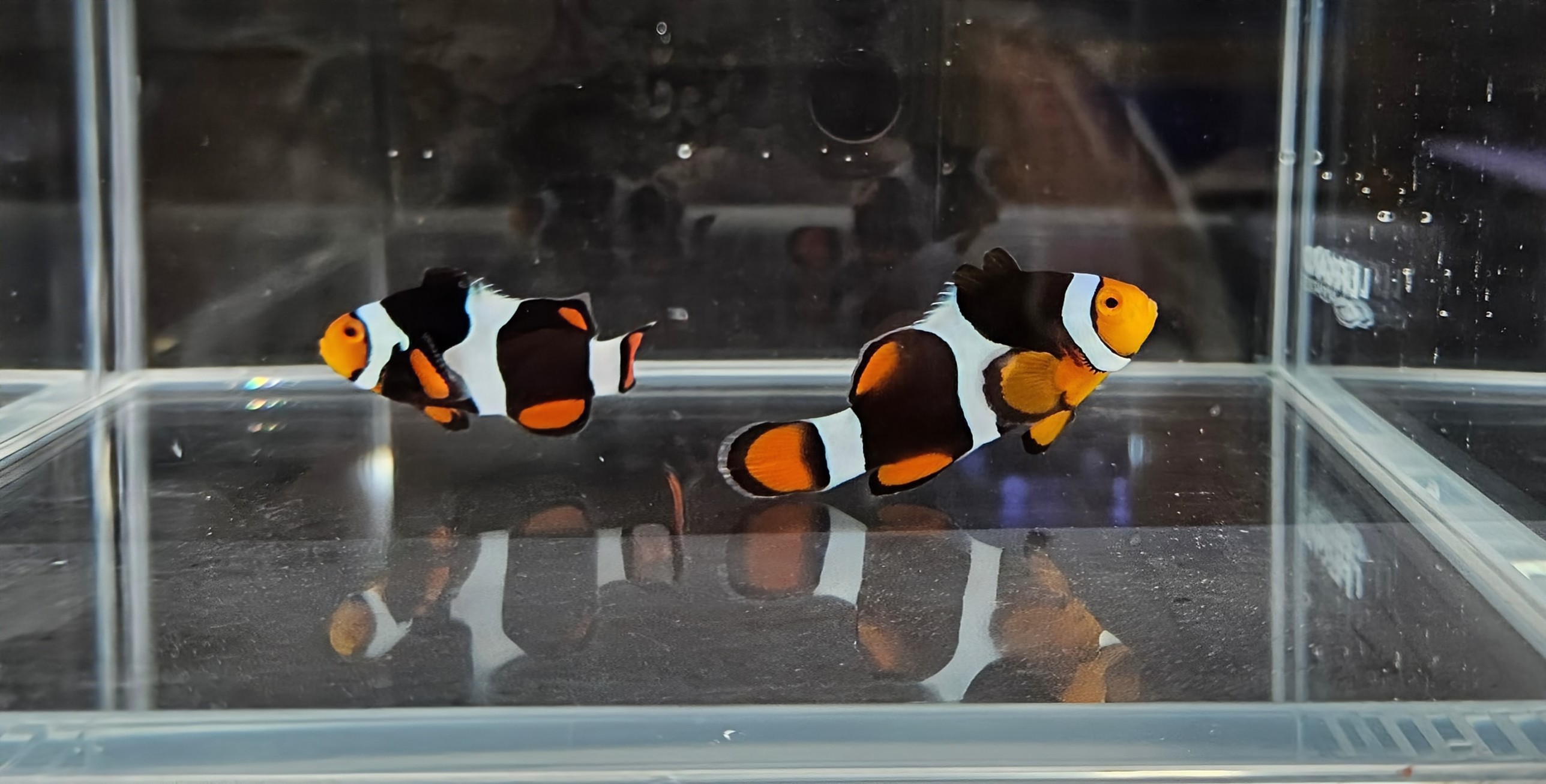 C-Quest Black Onyx Picasso Clownfish Pair