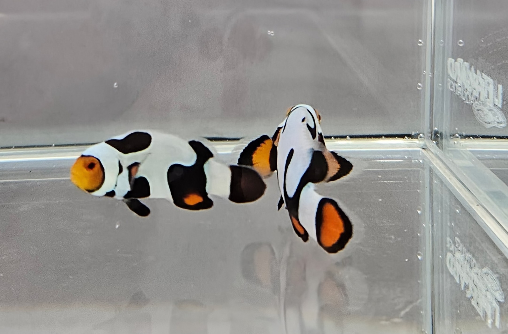 Picasso Pair WYSIWYG