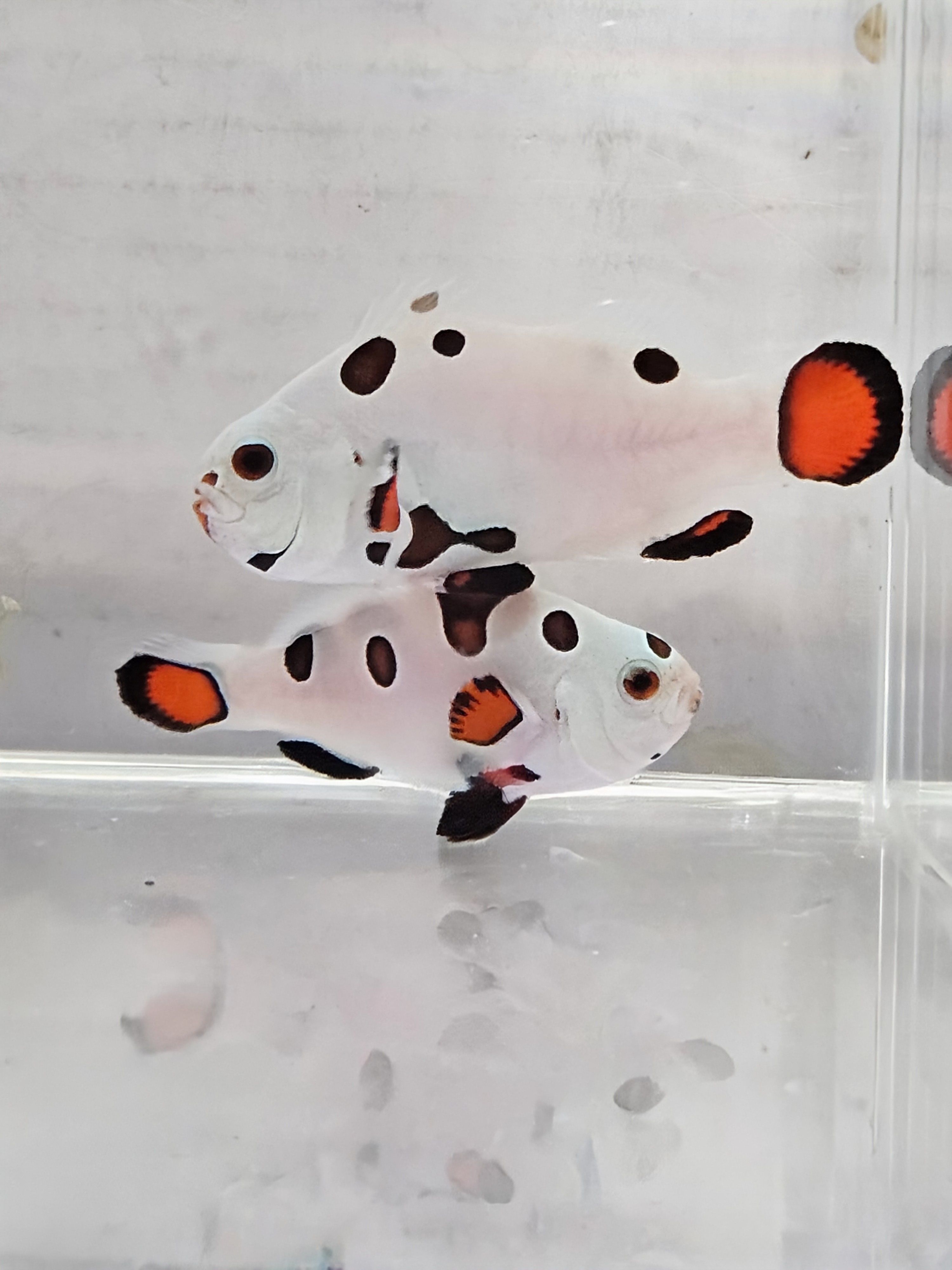 Orange Super Storm Pair WYSWYG