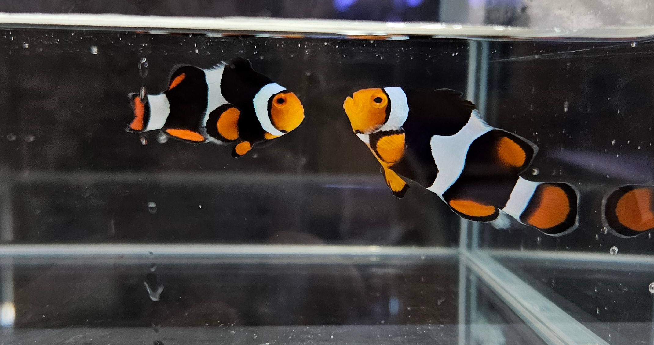 C-Quest Black Onyx Picasso Clownfish Pair