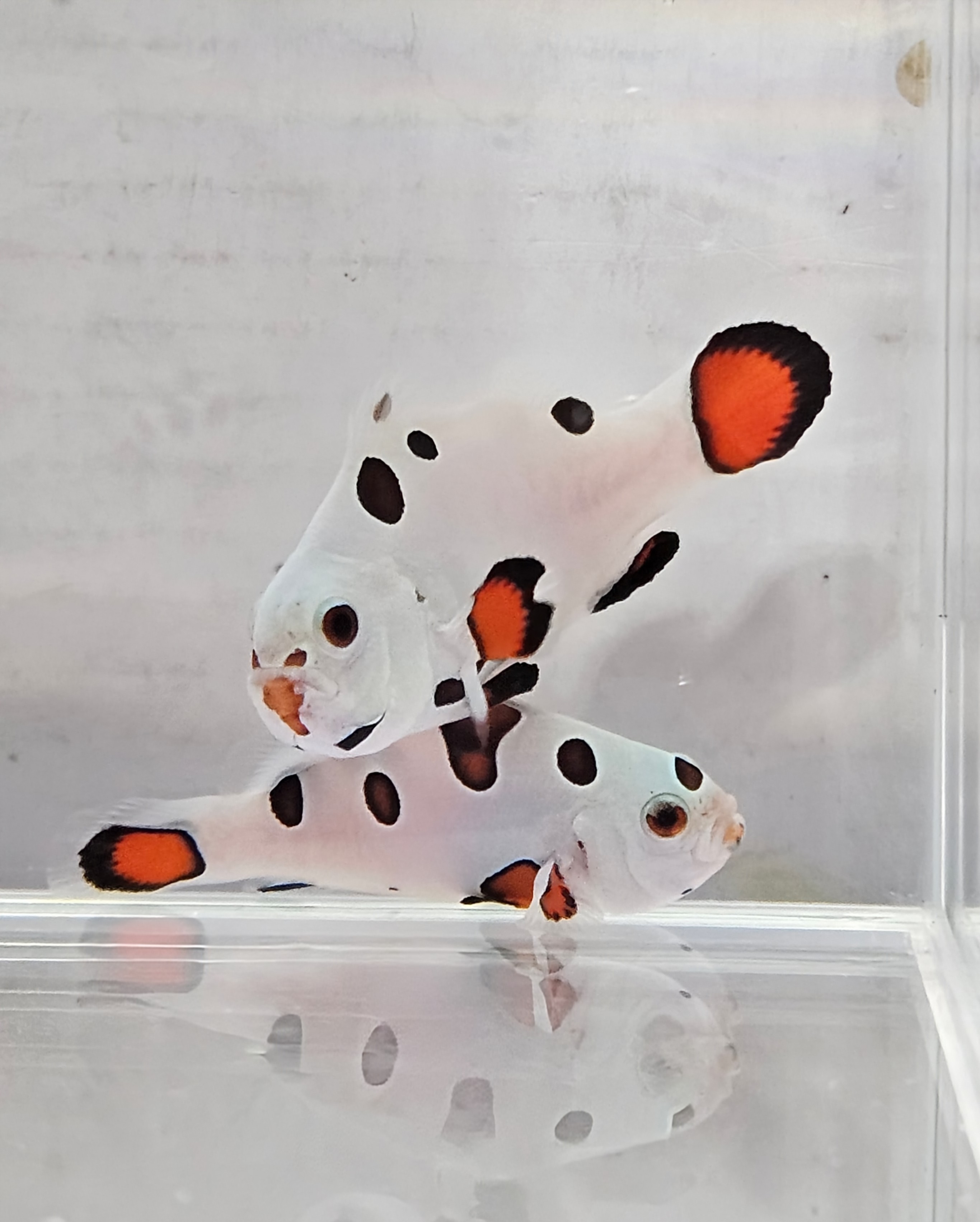 Orange Super Storm Pair WYSWYG