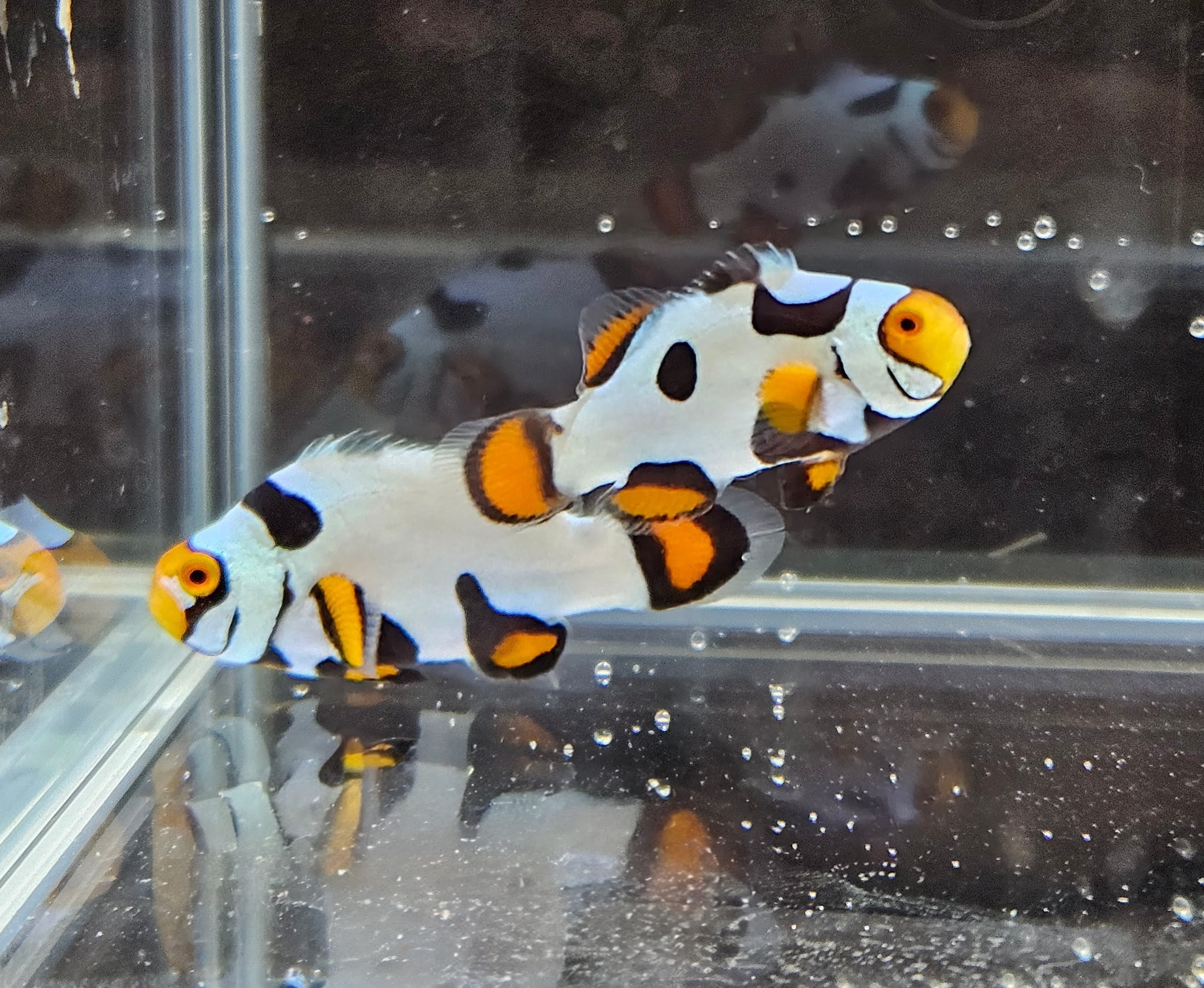 Extreme Picasso Pair 