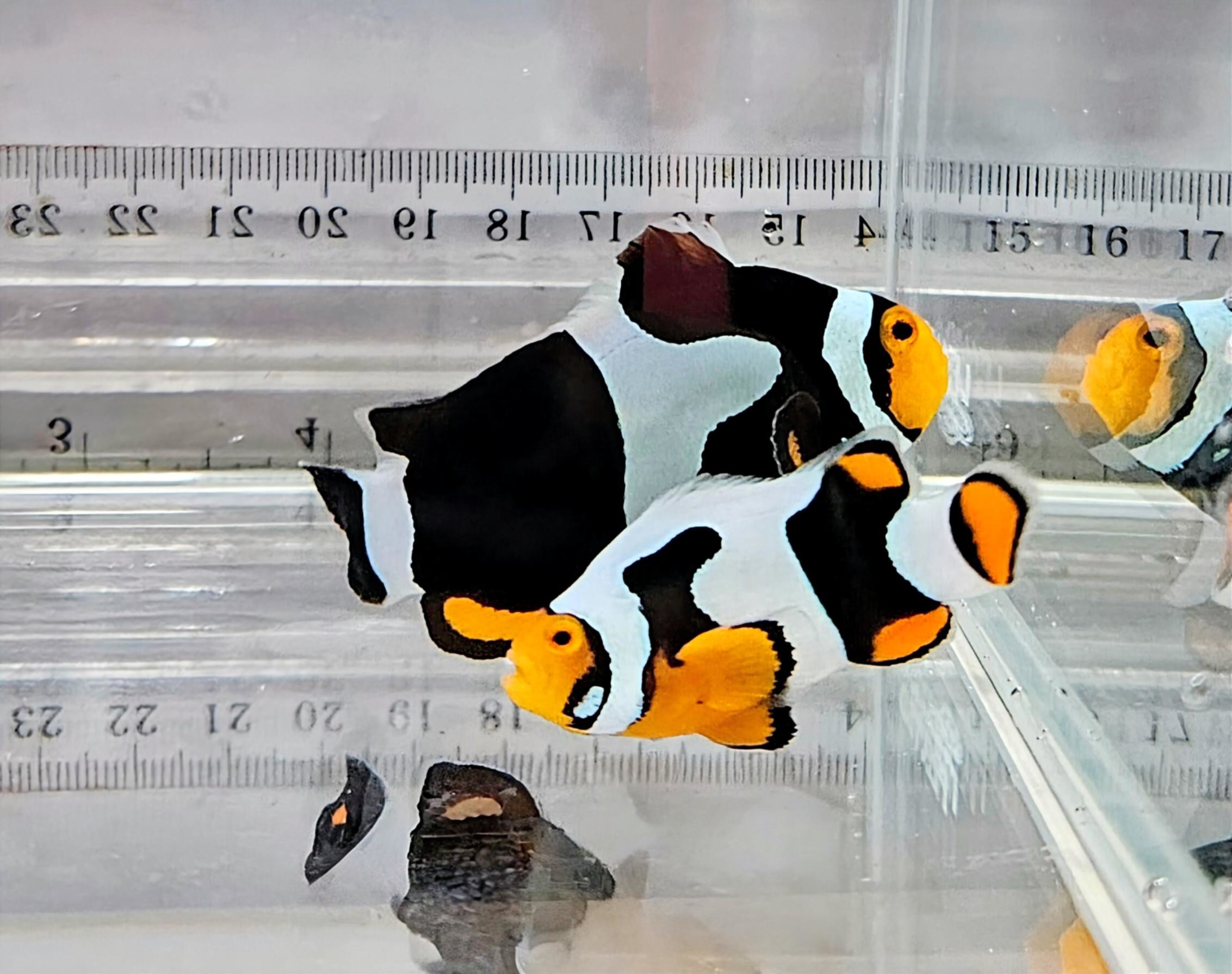 Onyx Picasso Pair WYSIWYG