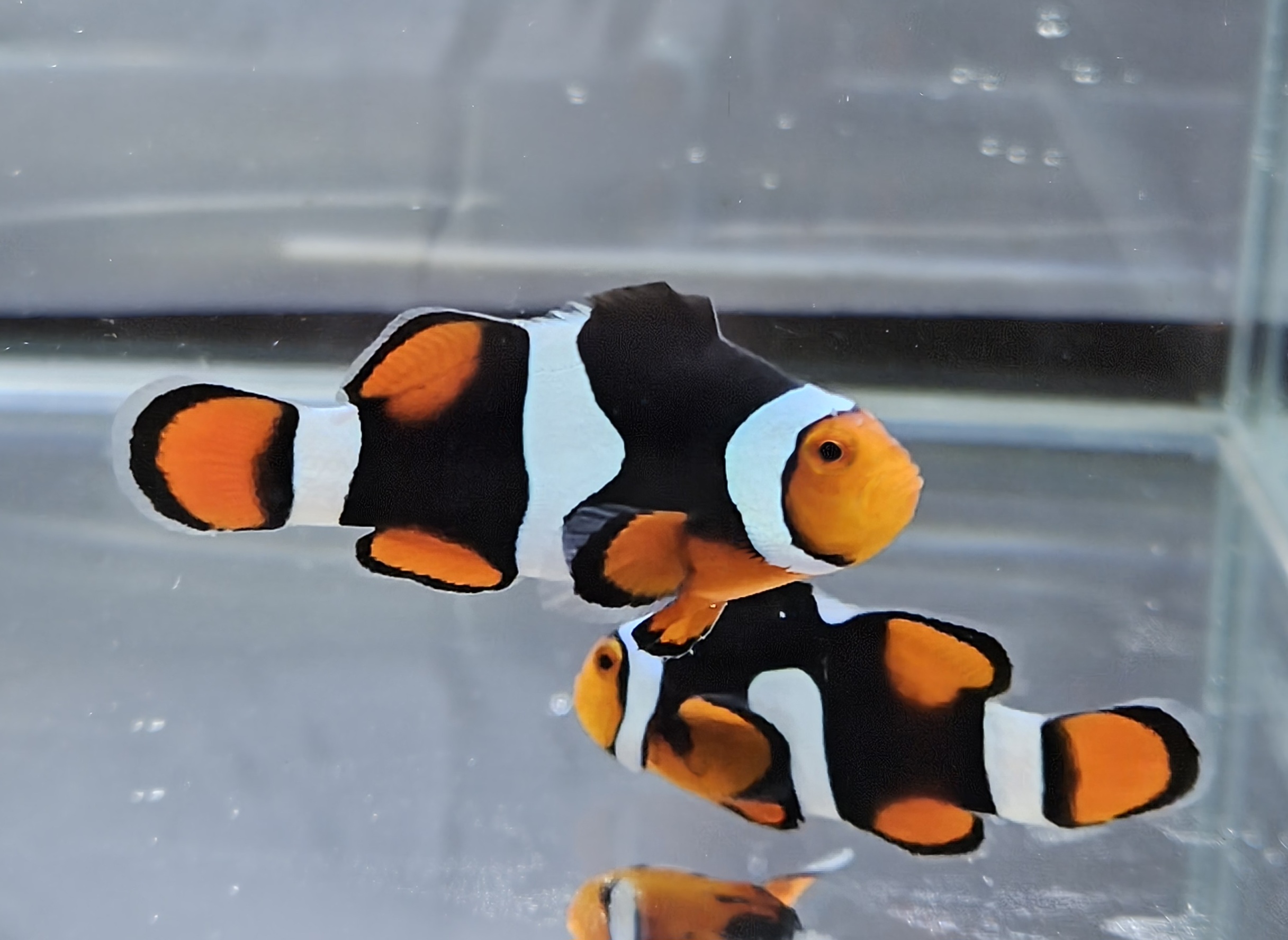 Misbar Onyx Picasso Pair