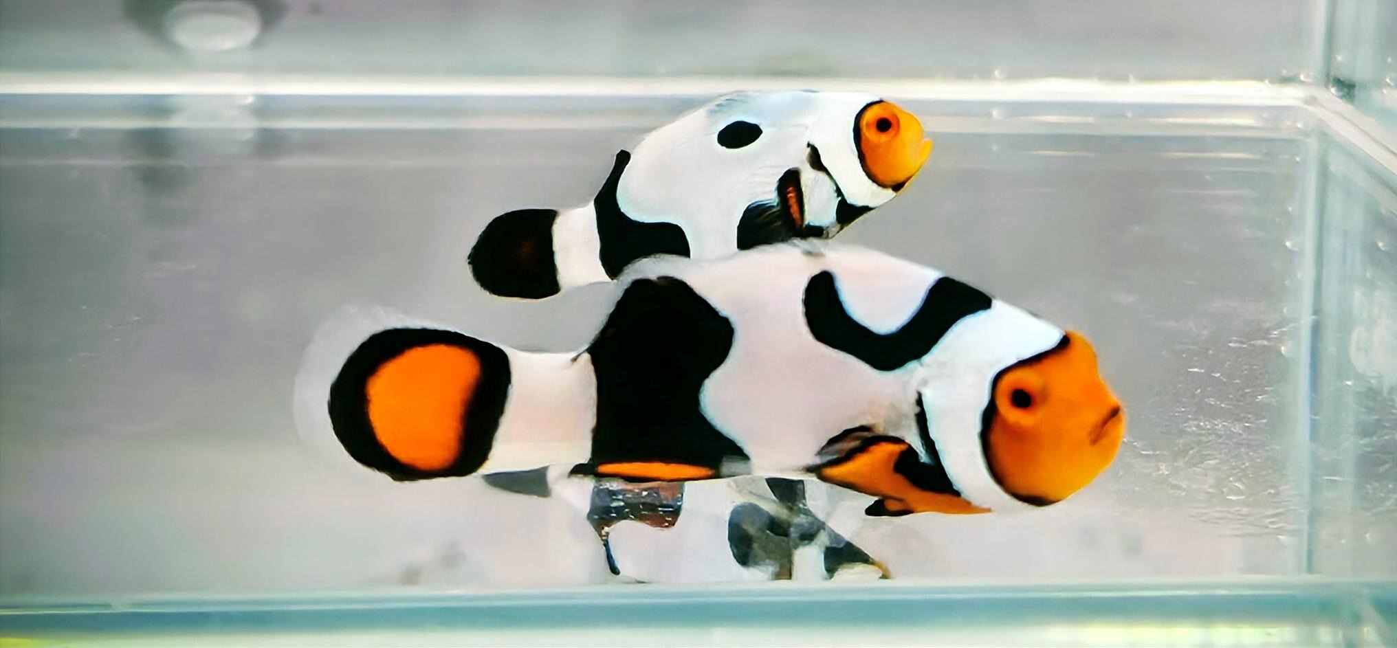 Picasso Pair WYSIWYG