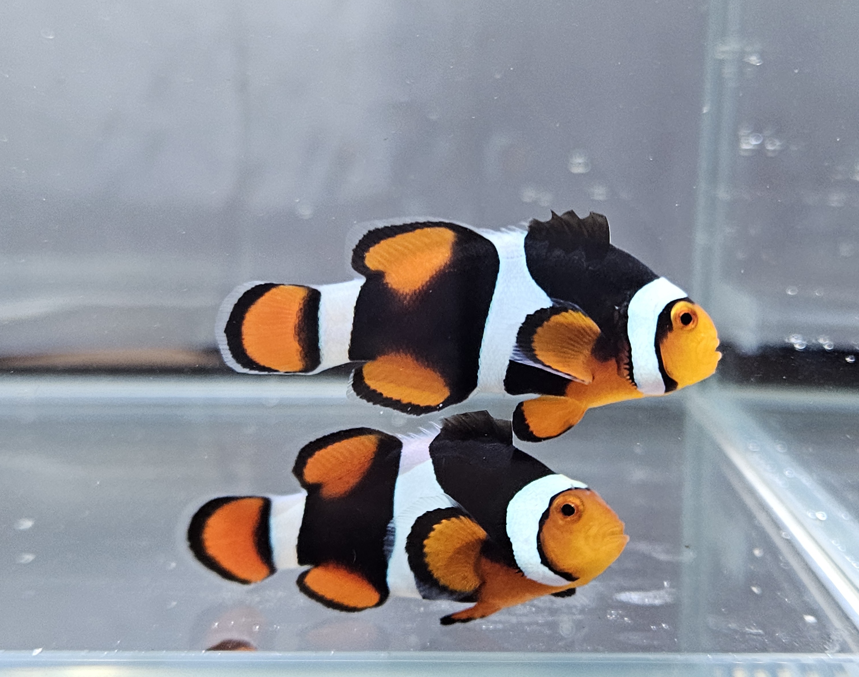 Misbar Onyx Picasso Pair