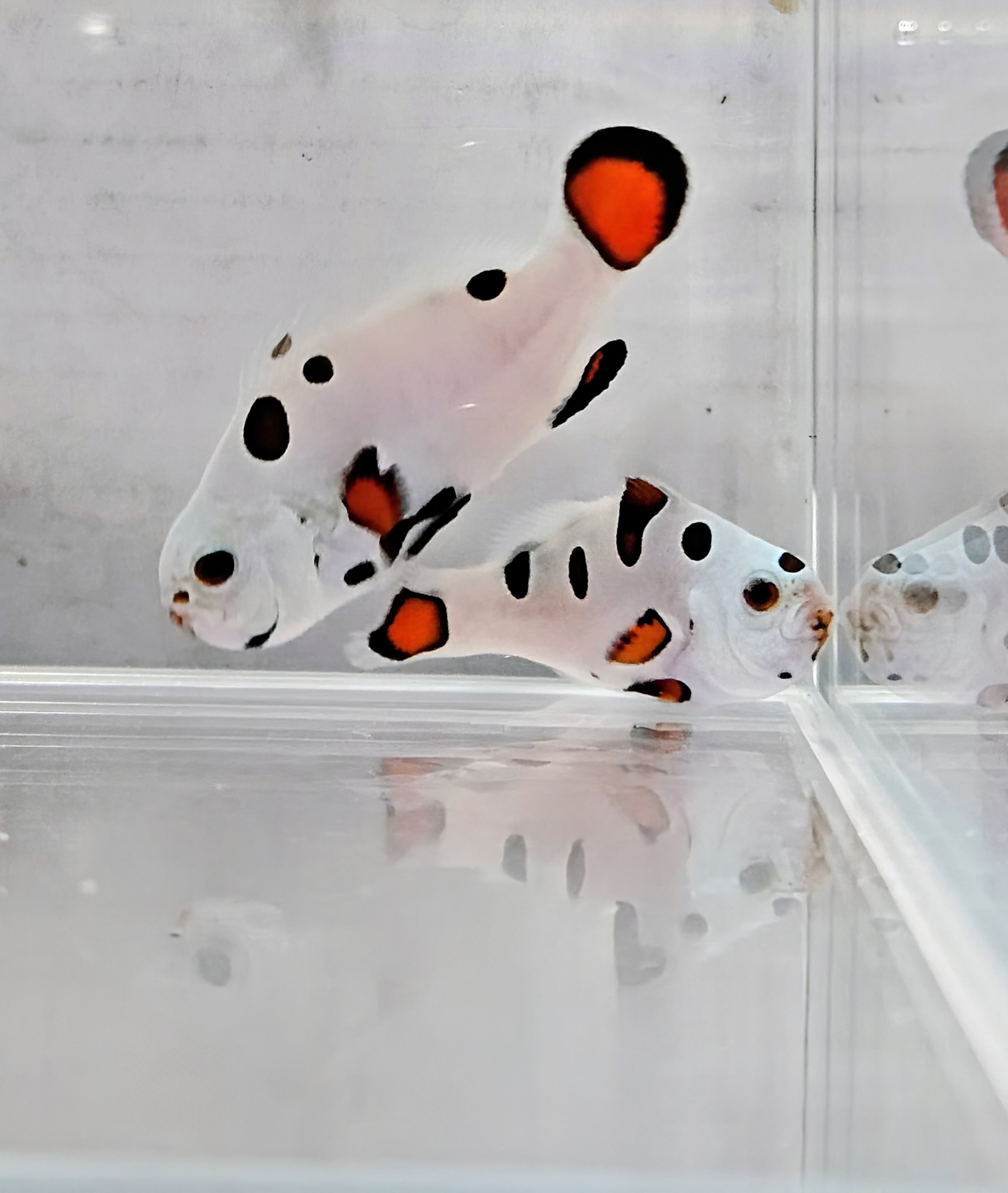 Orange Super Storm Pair WYSWYG