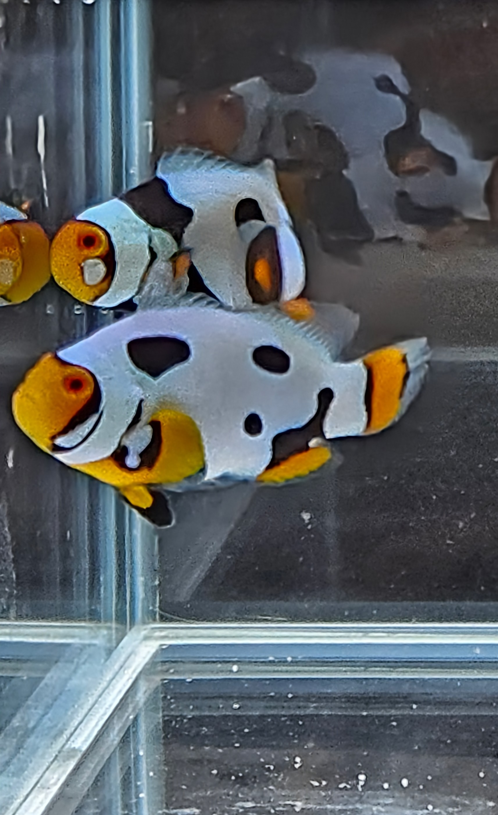 Extreme Picasso Pair