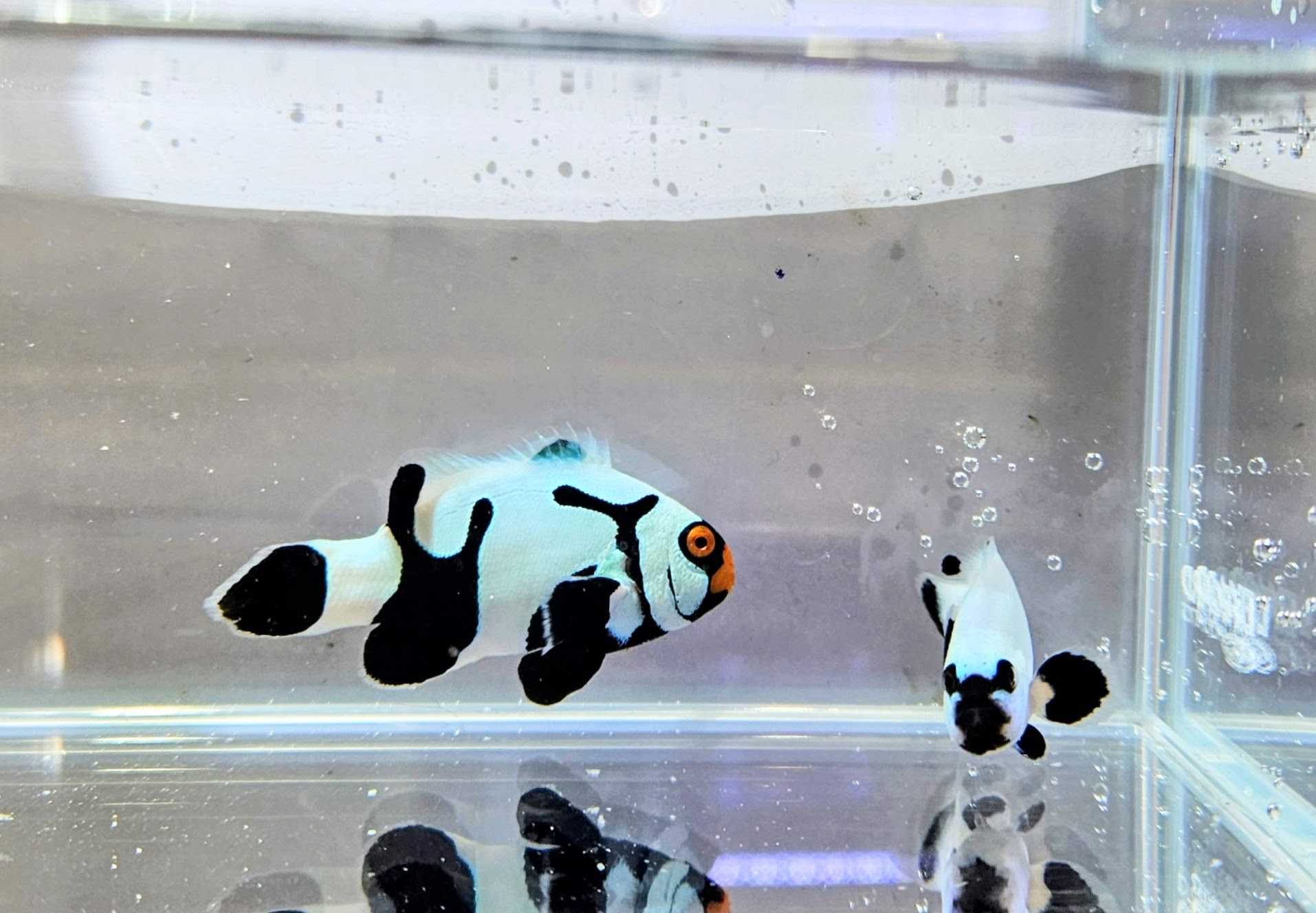 Extreme Onyx Picasso/Black Platinum Pair