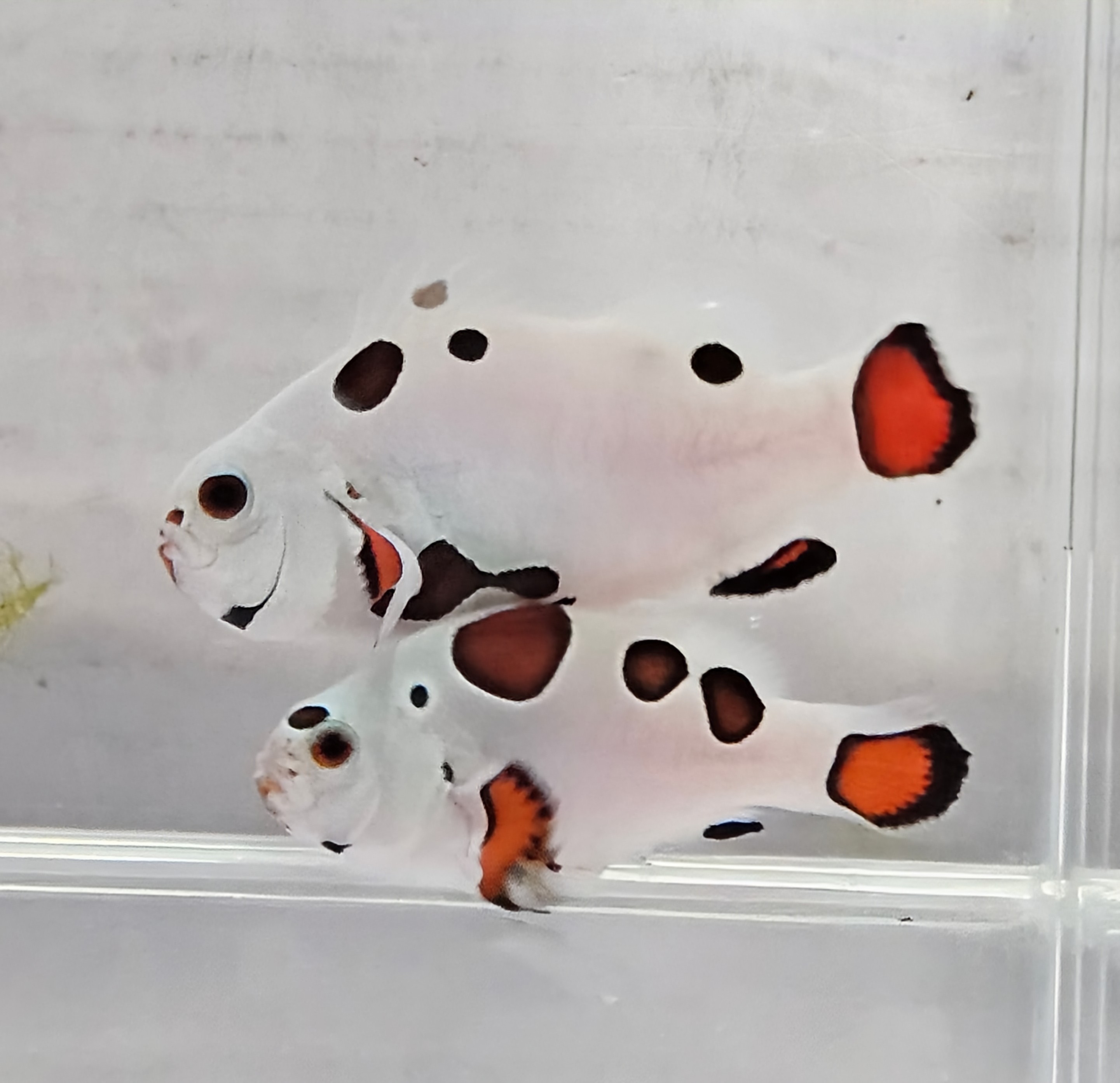 Orange Super Storm Pair WYSWYG