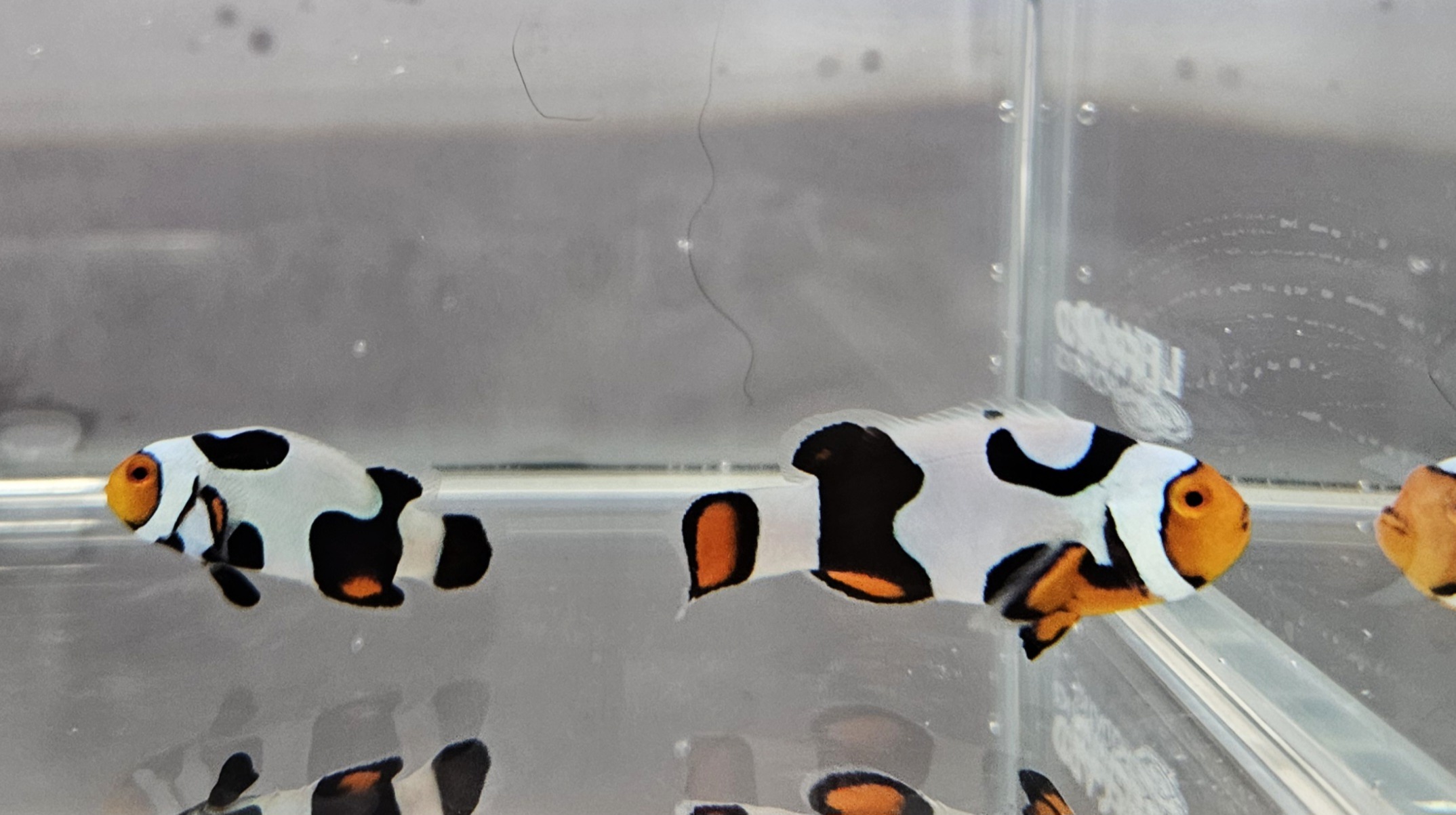 Picasso Pair WYSIWYG