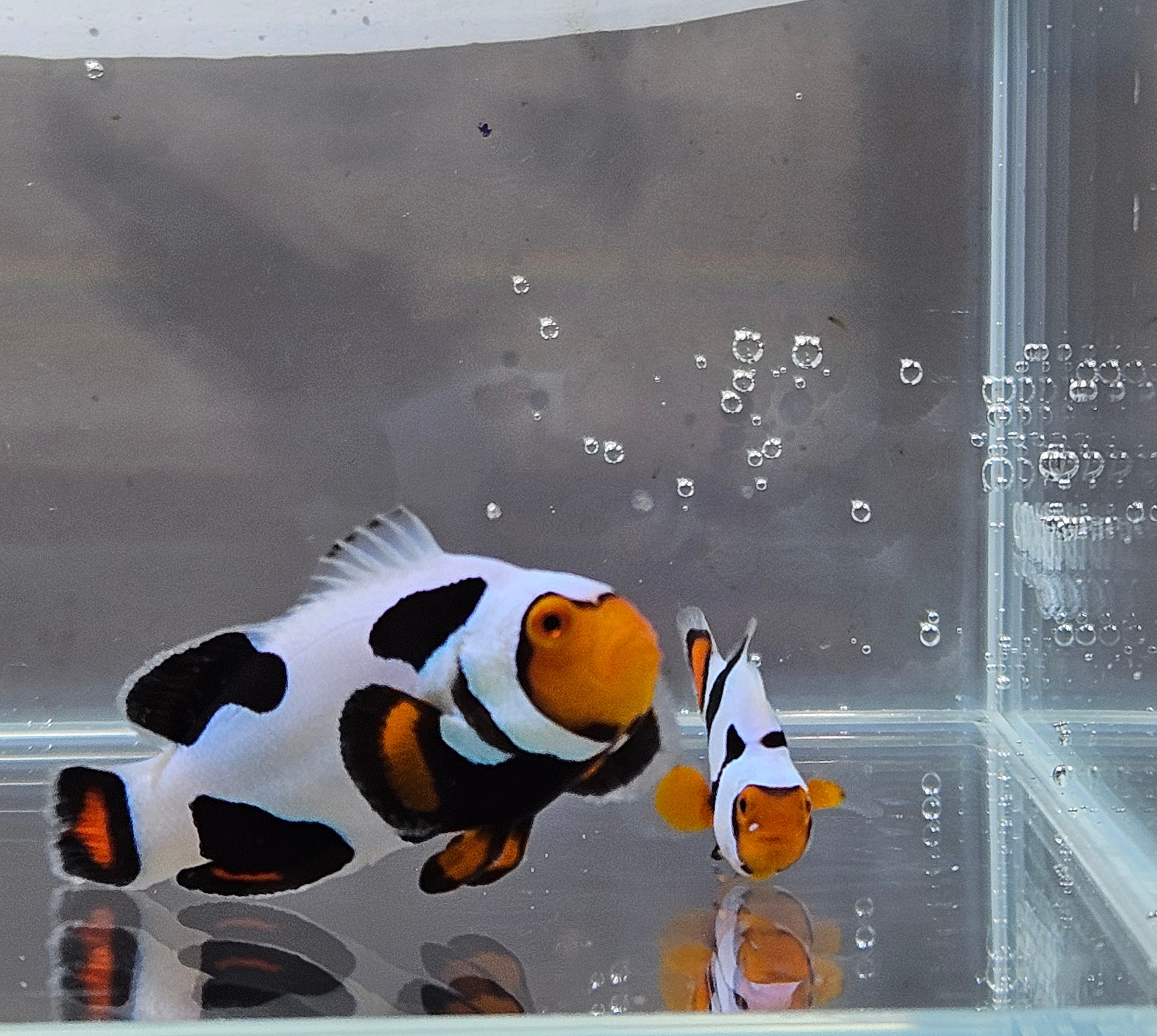 Percula Picasso Pair