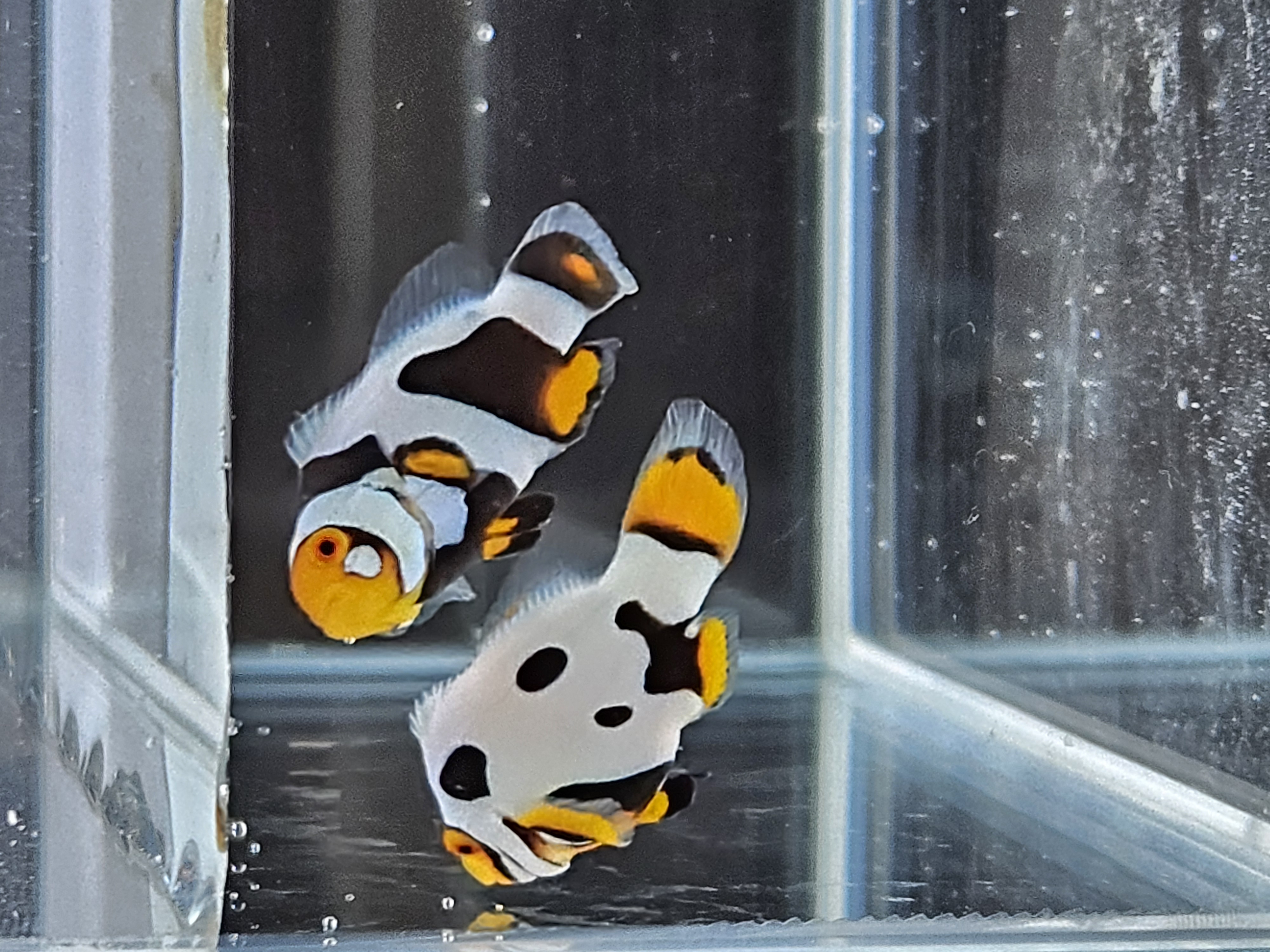 Extreme Picasso Pair