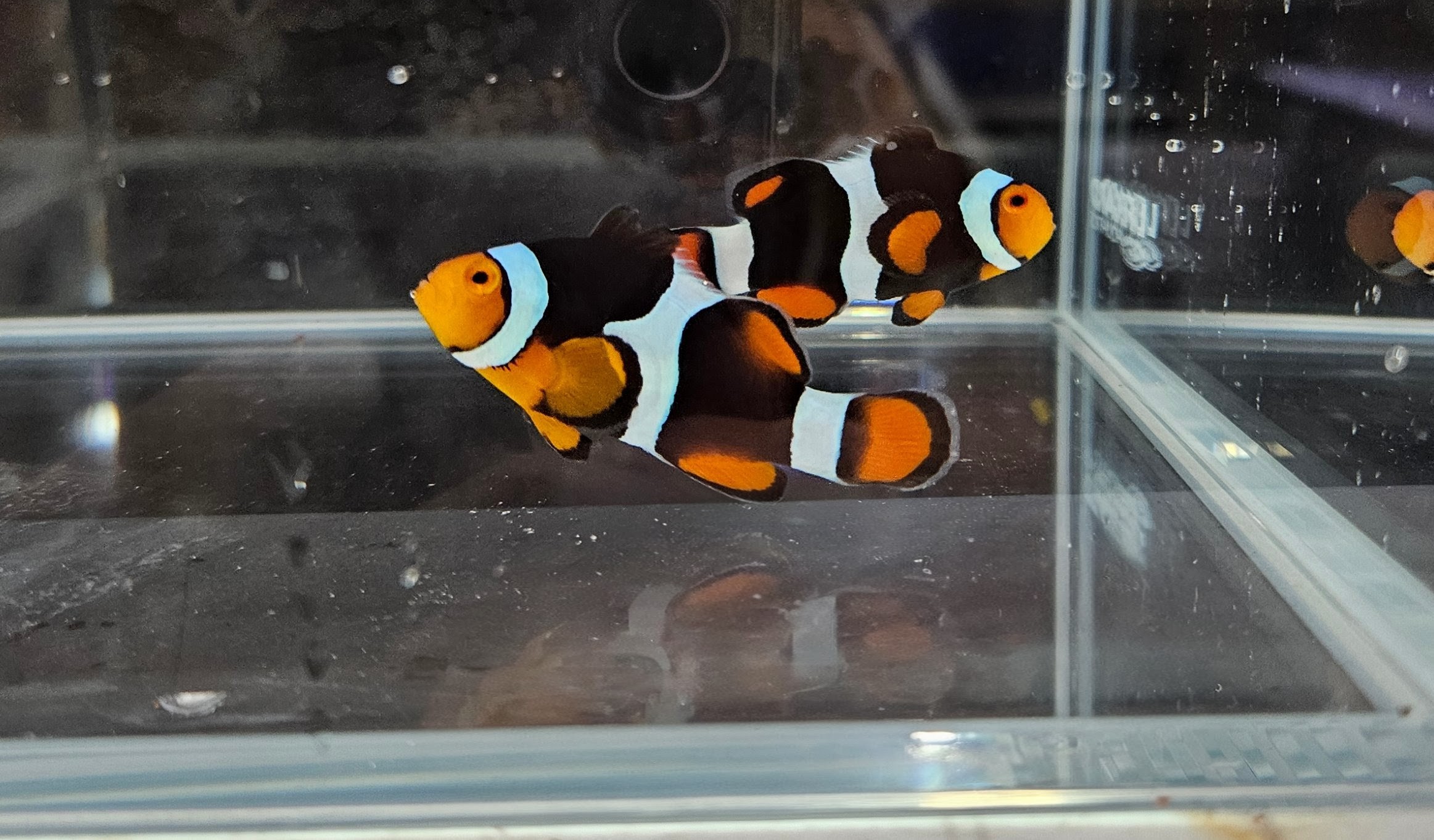 C-Quest Black Onyx Picasso Clownfish Pair
