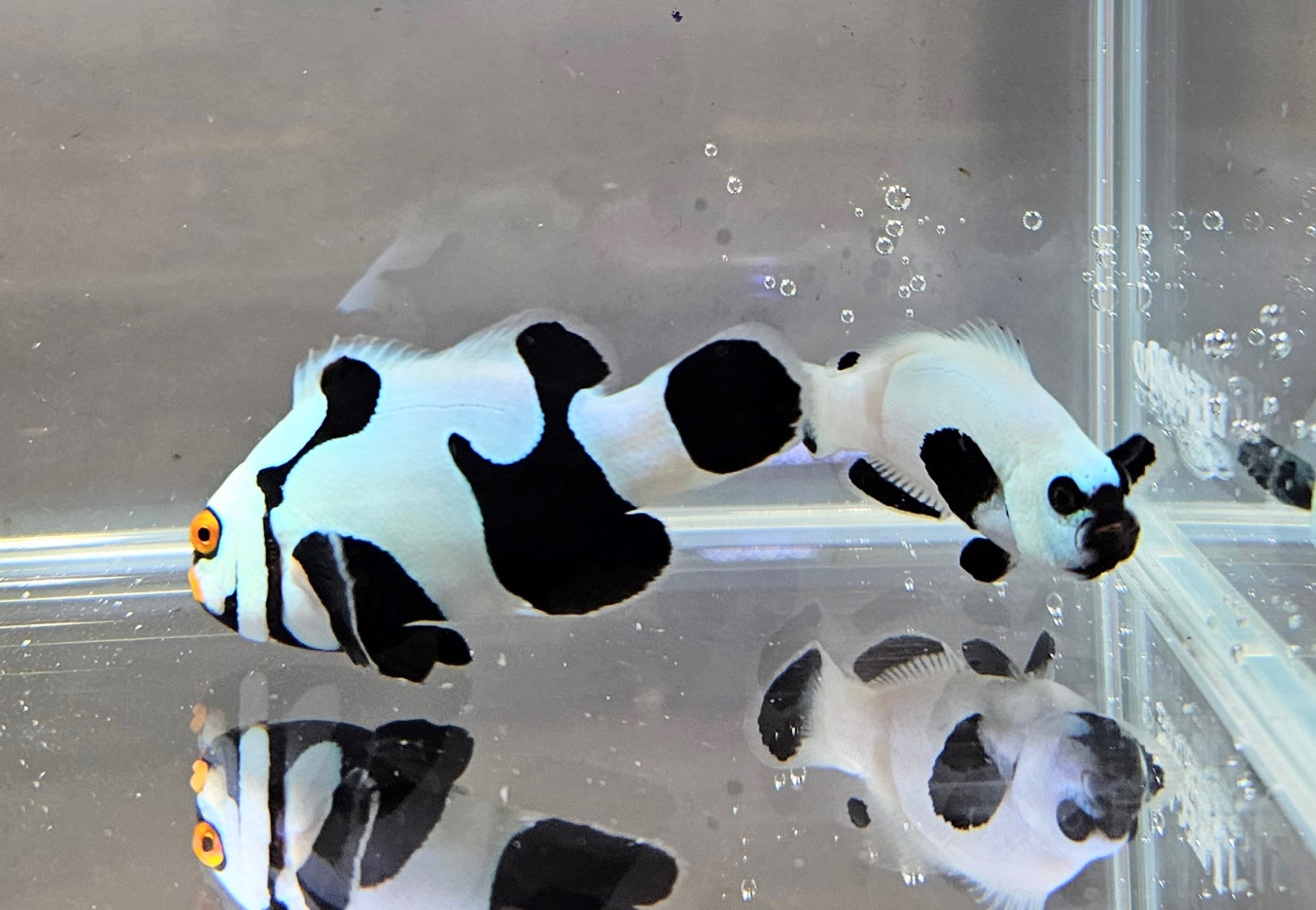 Extreme Onyx Picasso/Black Platinum Pair