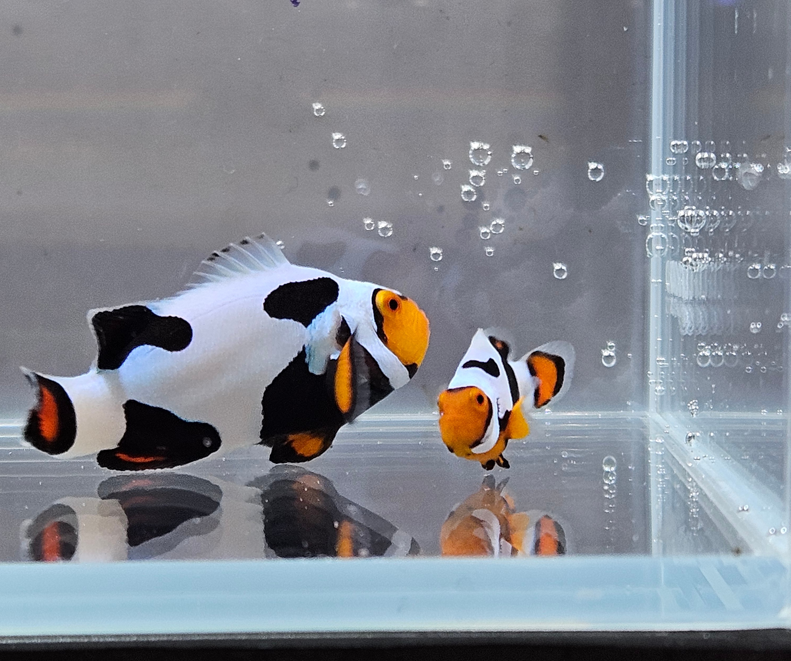 Percula Picasso Pair