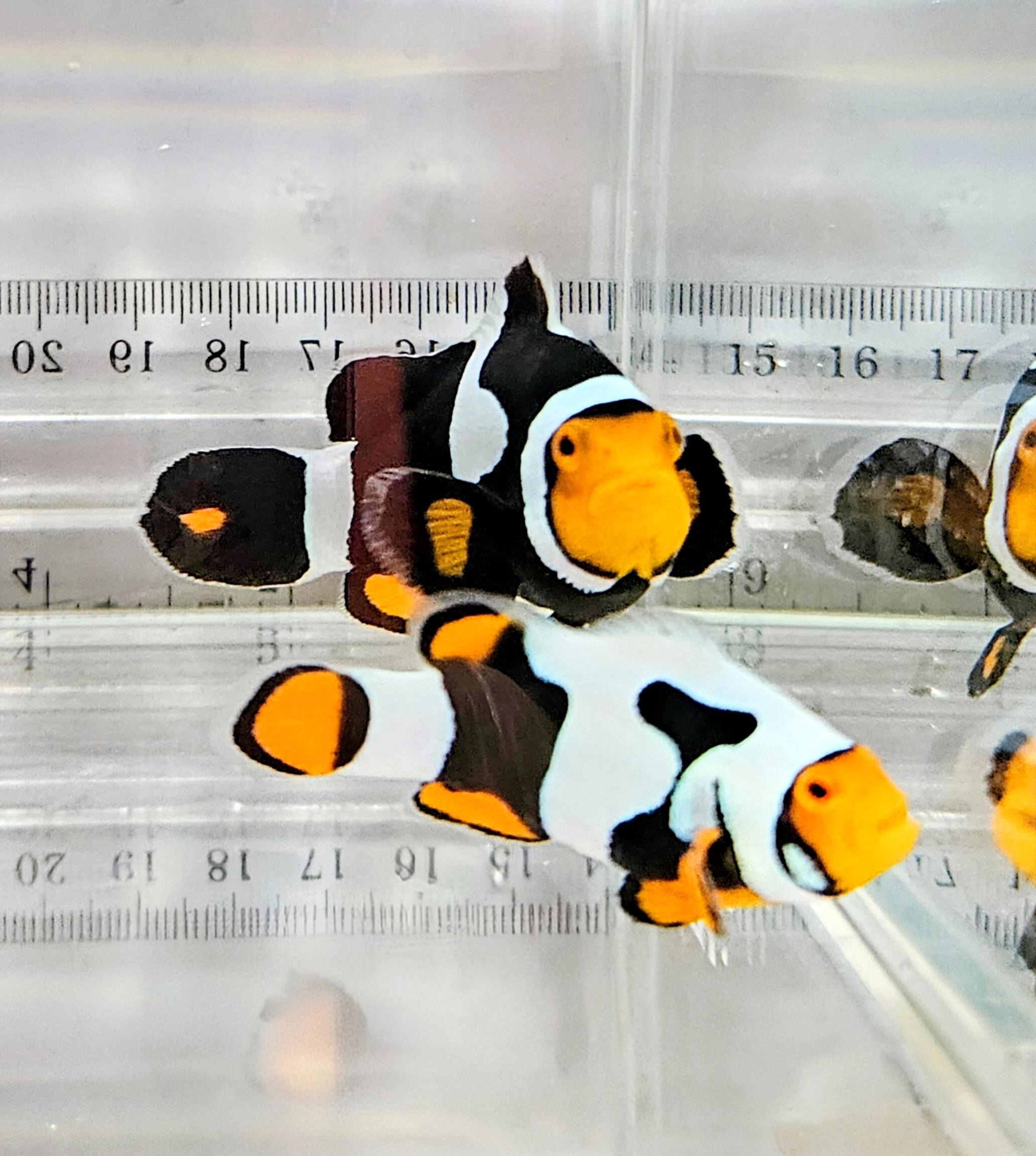 Onyx Picasso Pair WYSIWYG