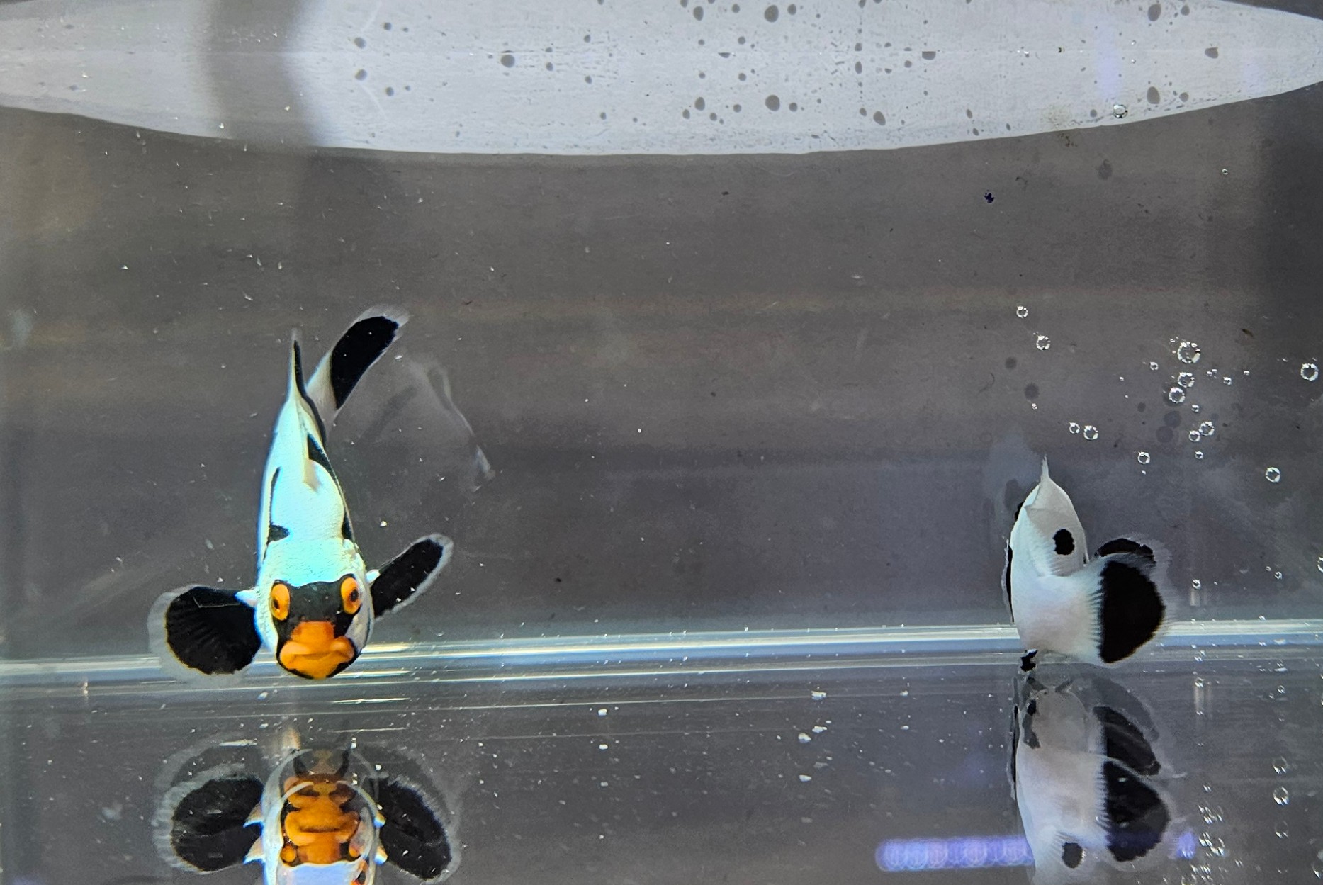 Extreme Onyx Picasso/Black Platinum Pair
