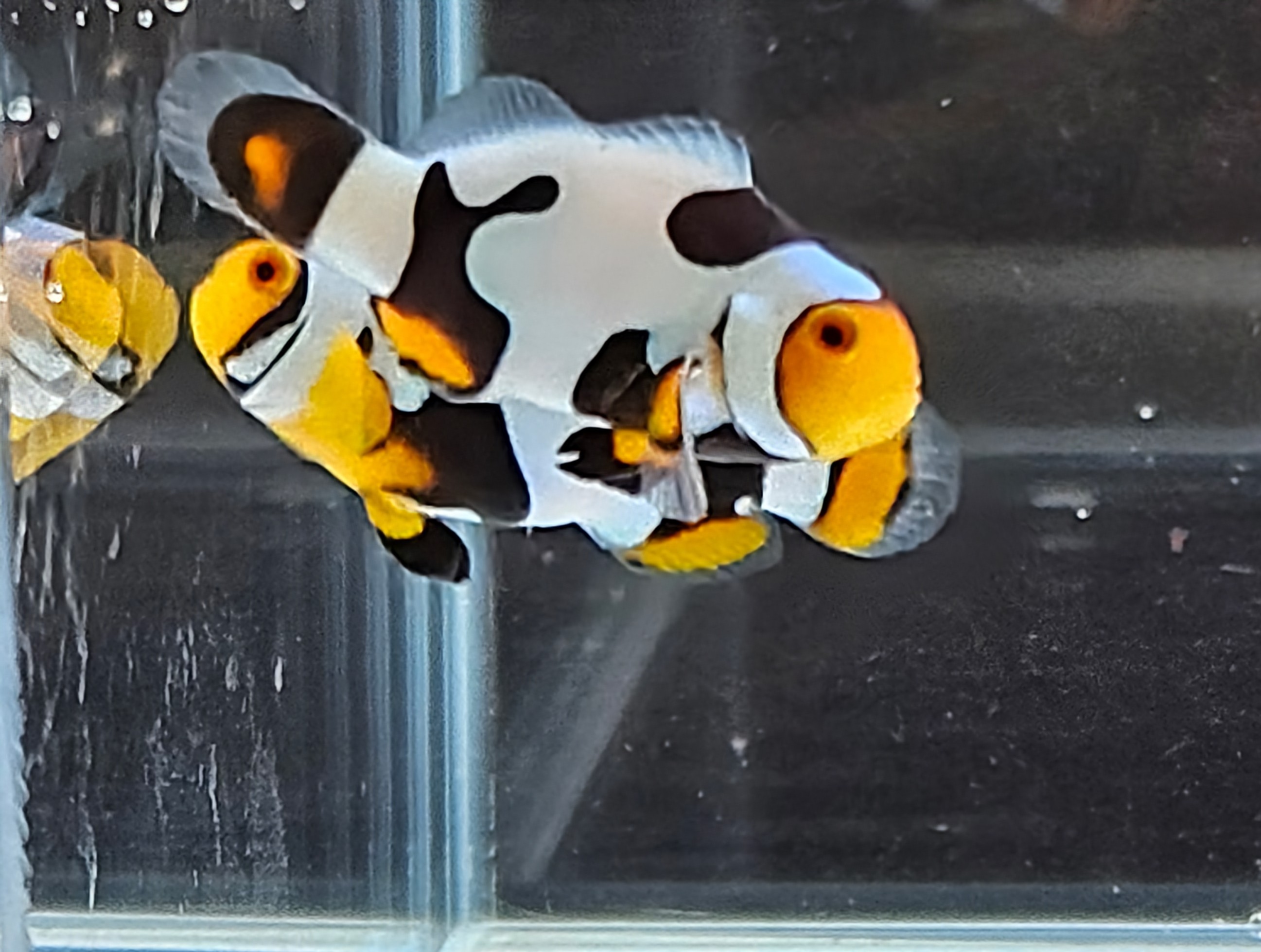 Extreme Picasso Pair