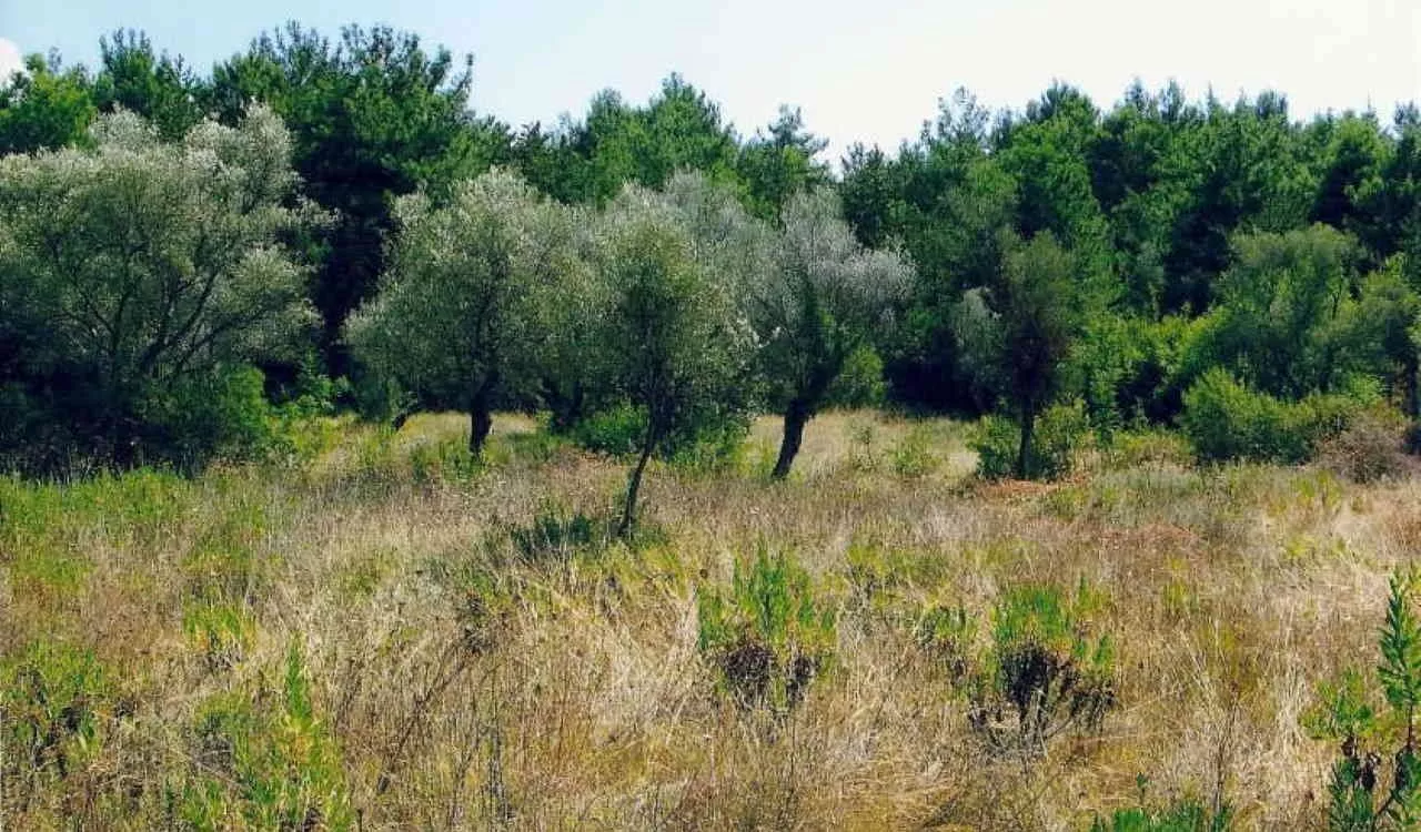 Budget plots of land for sale (Kavač)