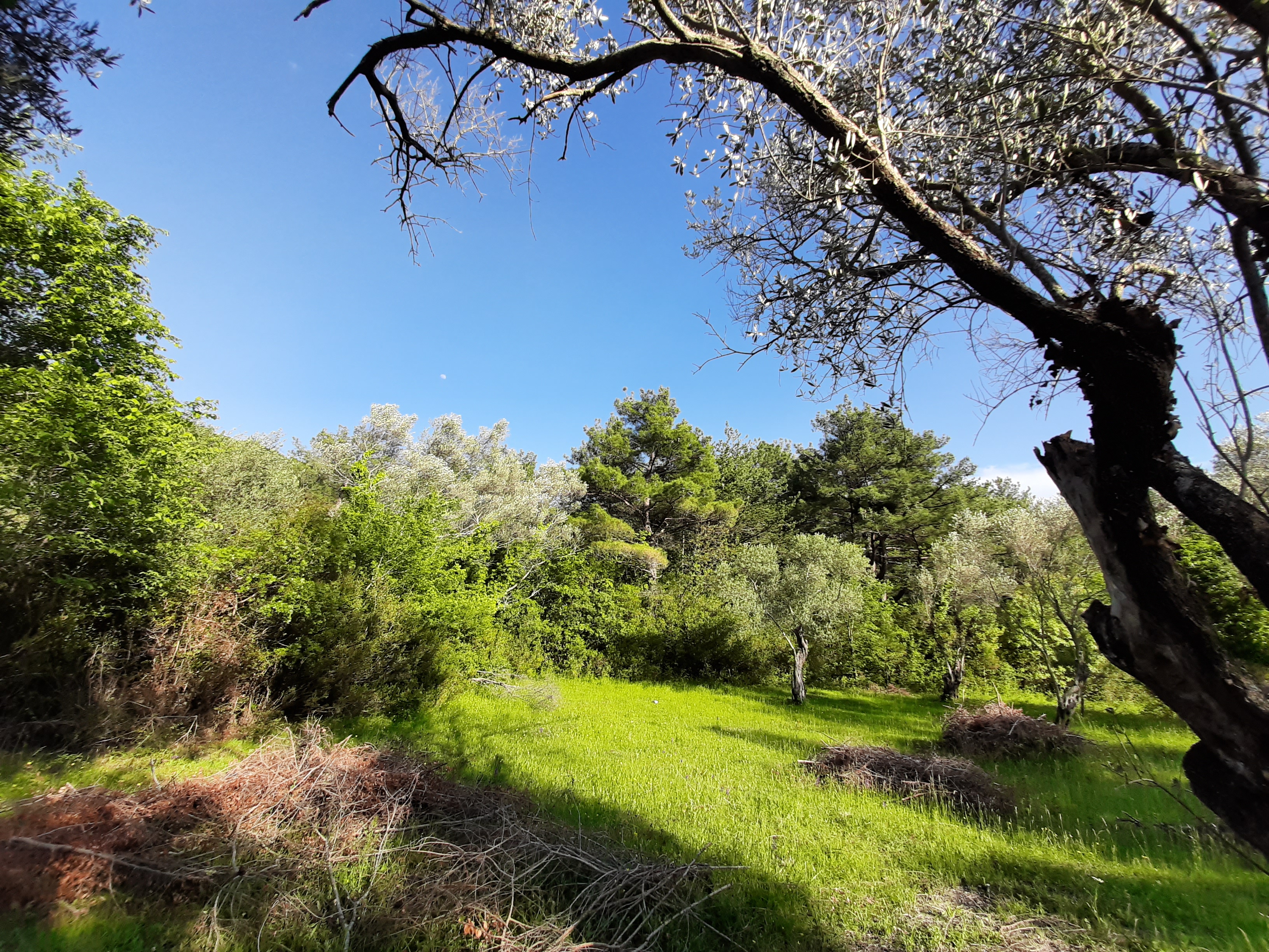 Budget plots of land for sale (Kavač)