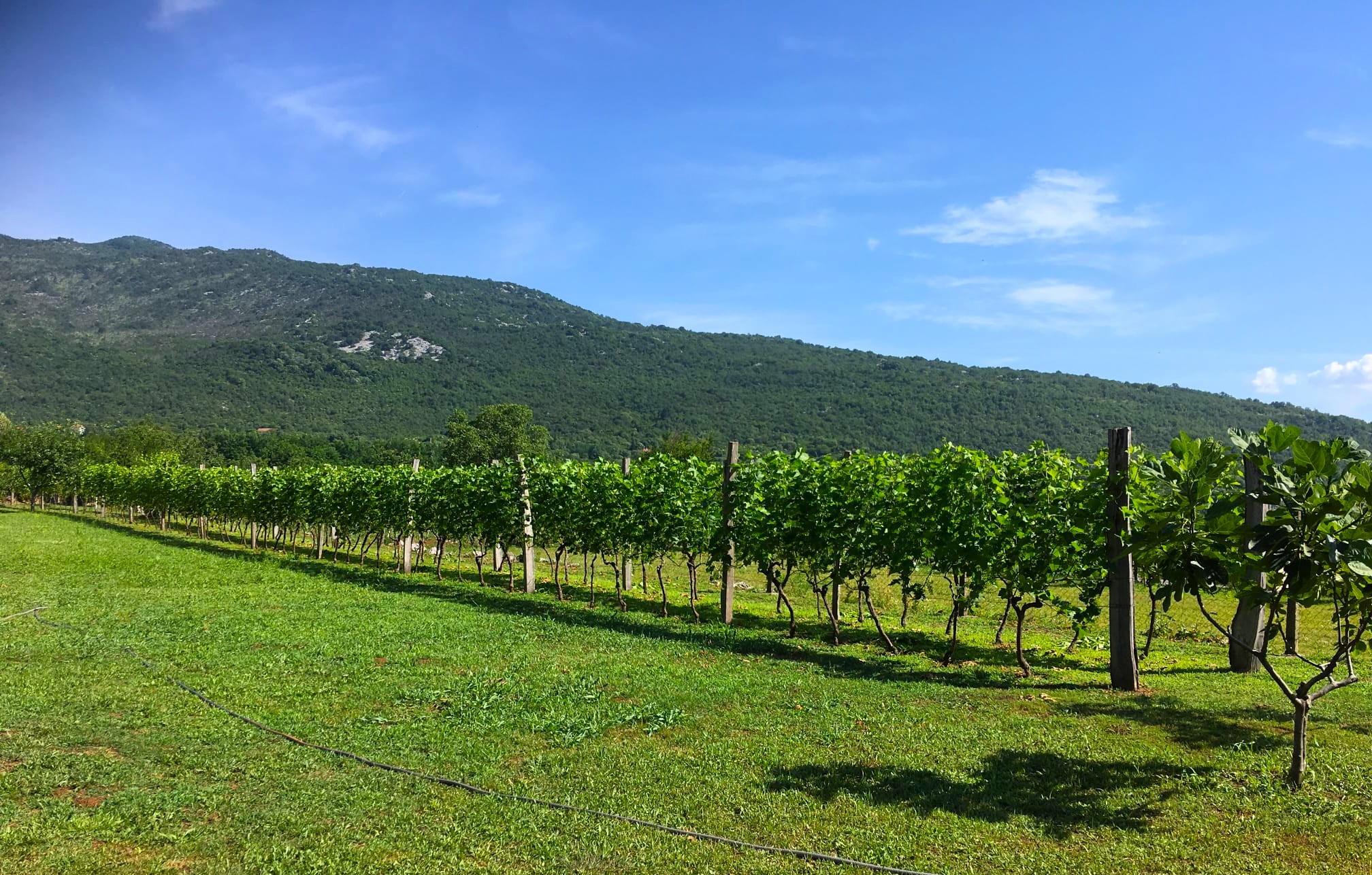 Vineyard estate for sale in Danilovgrad