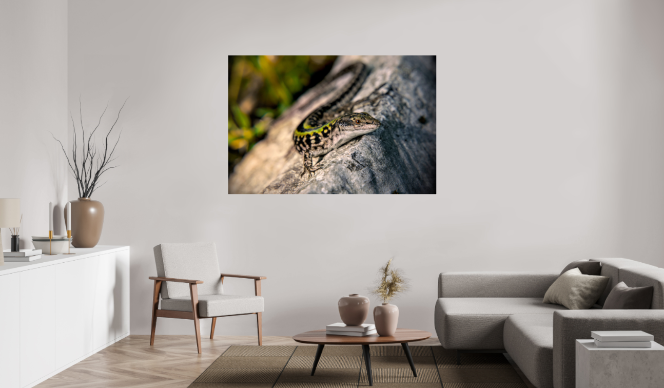 Lizard