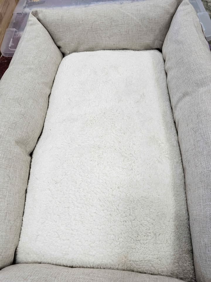 Neutral 4-Sided Bolster Dog Bed - Boots & Barkley - Cream -Large