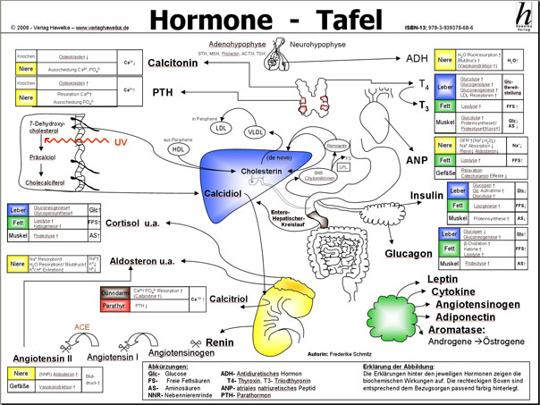 Hormone Tafel (laminiert) DIN A3