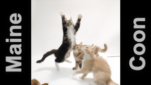 Katzen-TV - Fernsehen für Fellnasen - Vol. 2 - Der ultimative Katzenspaß !