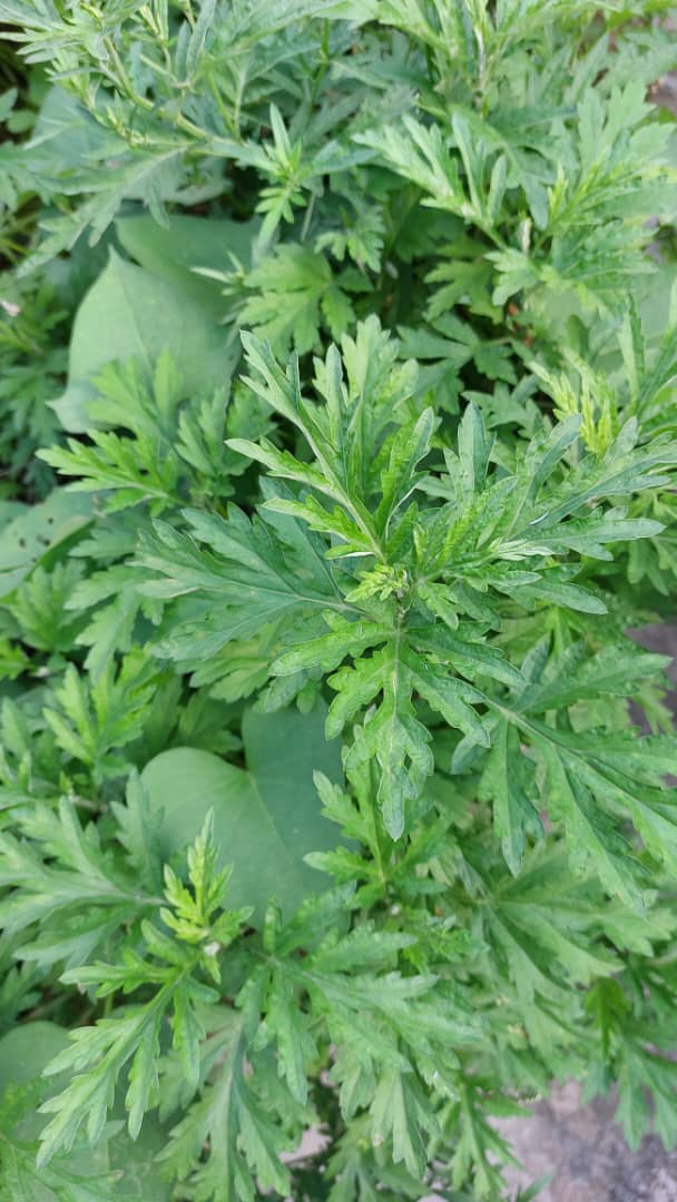 自家種植艾絨 Pure Natural Wormwood 30g