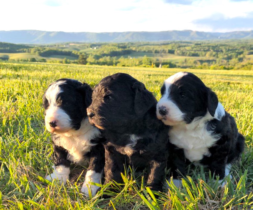 BerneDoodle Puppy