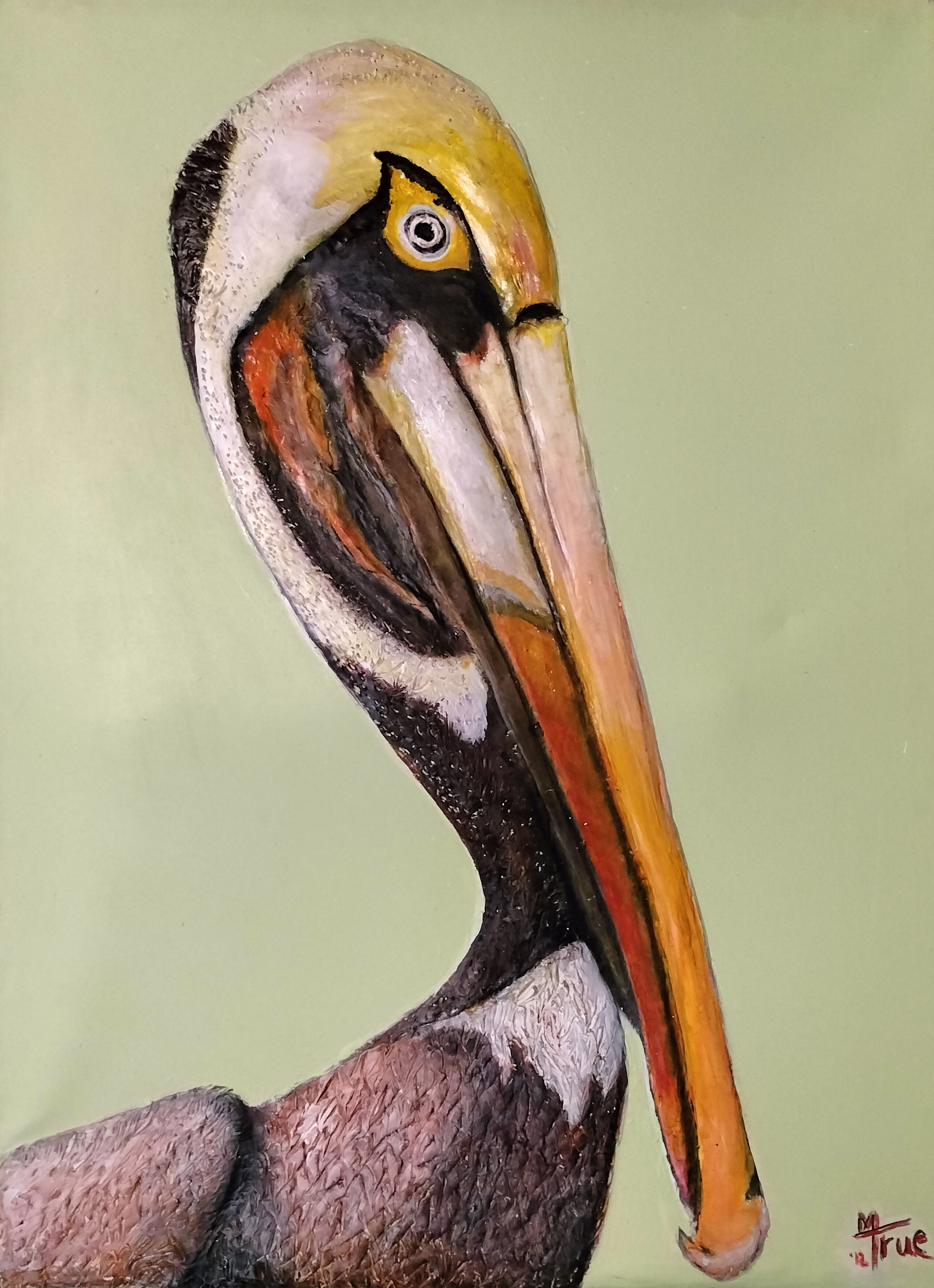 "Pelican Portrait"