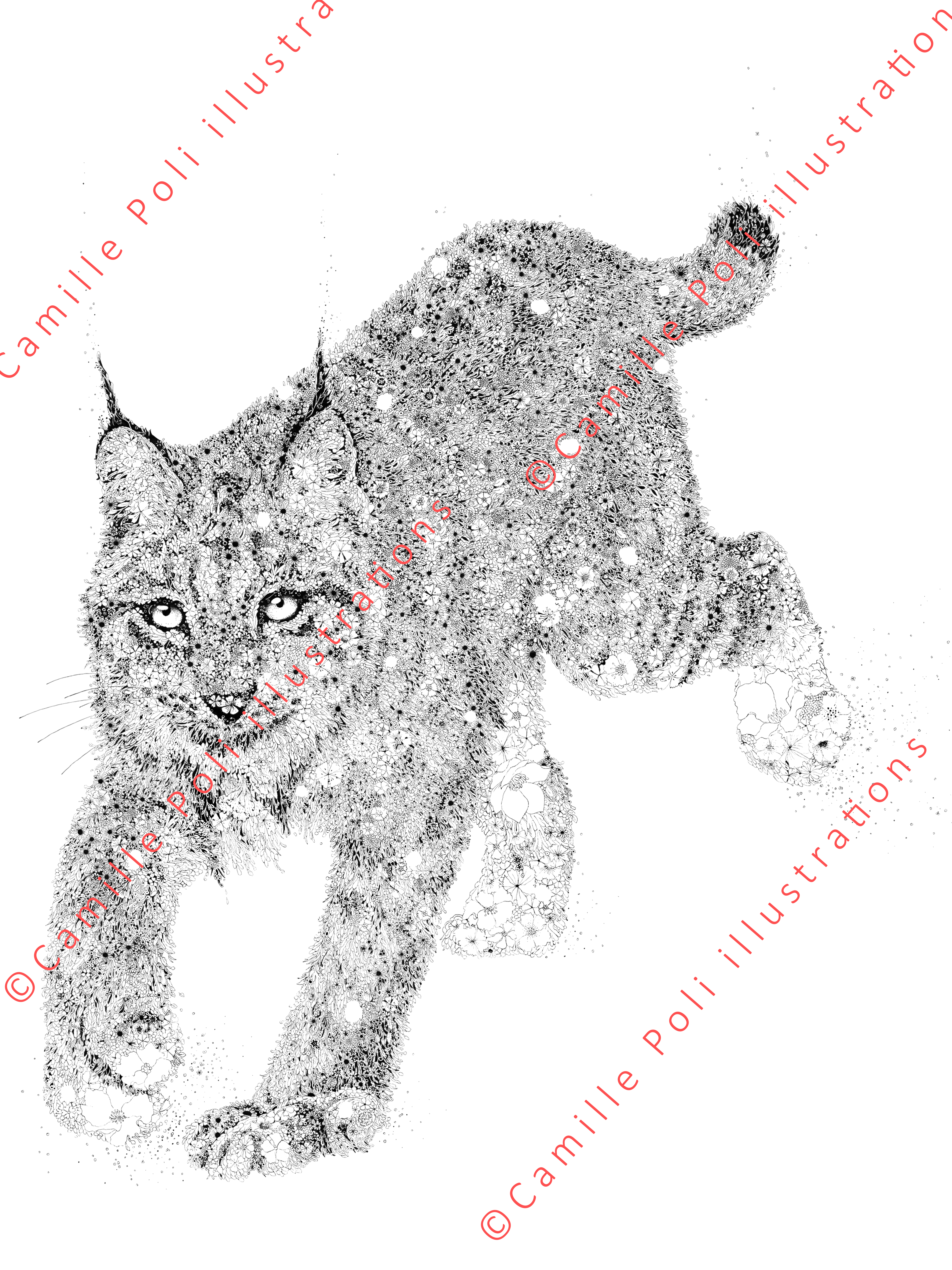 Lynx boréal