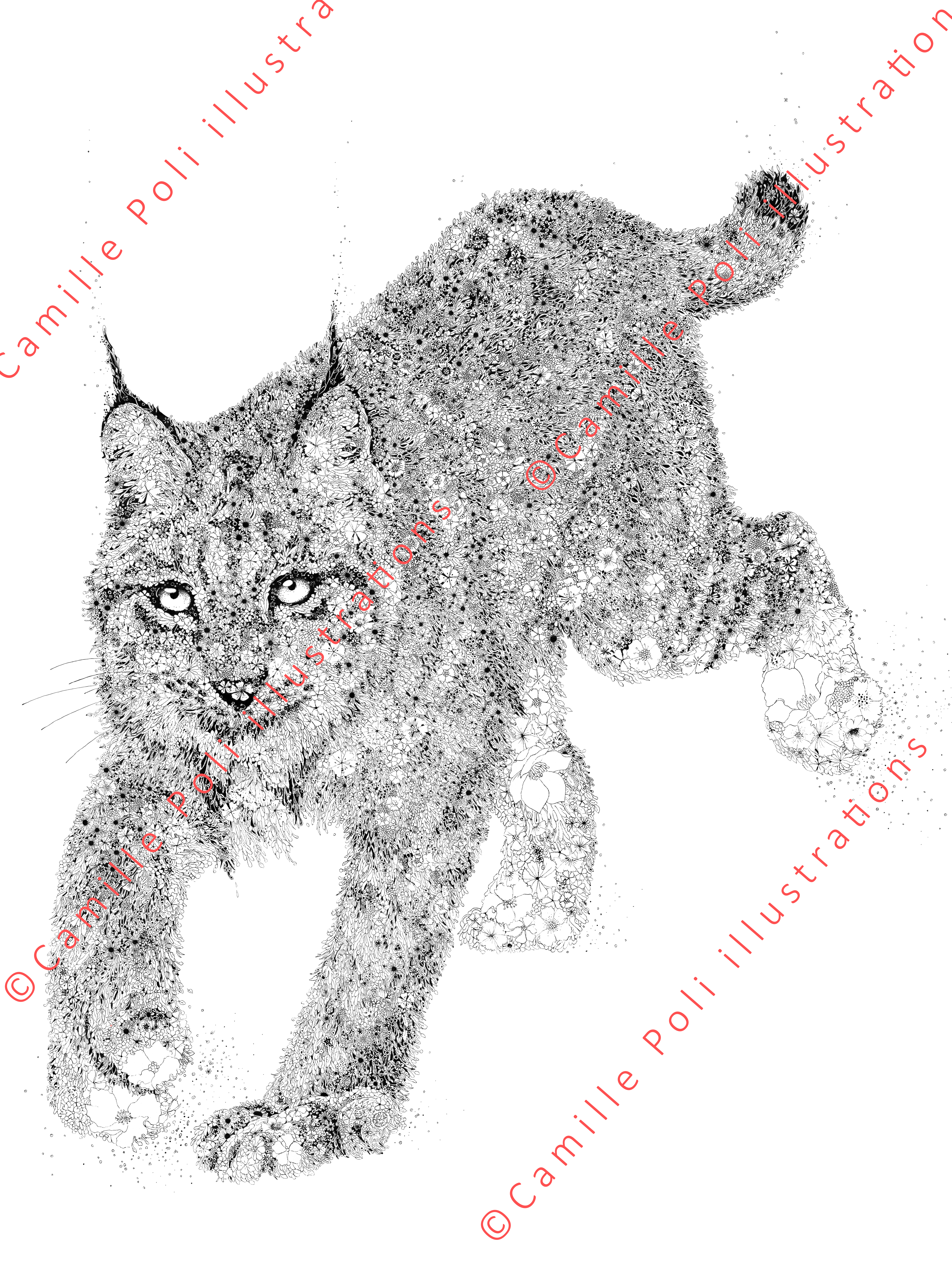 Lynx boréal