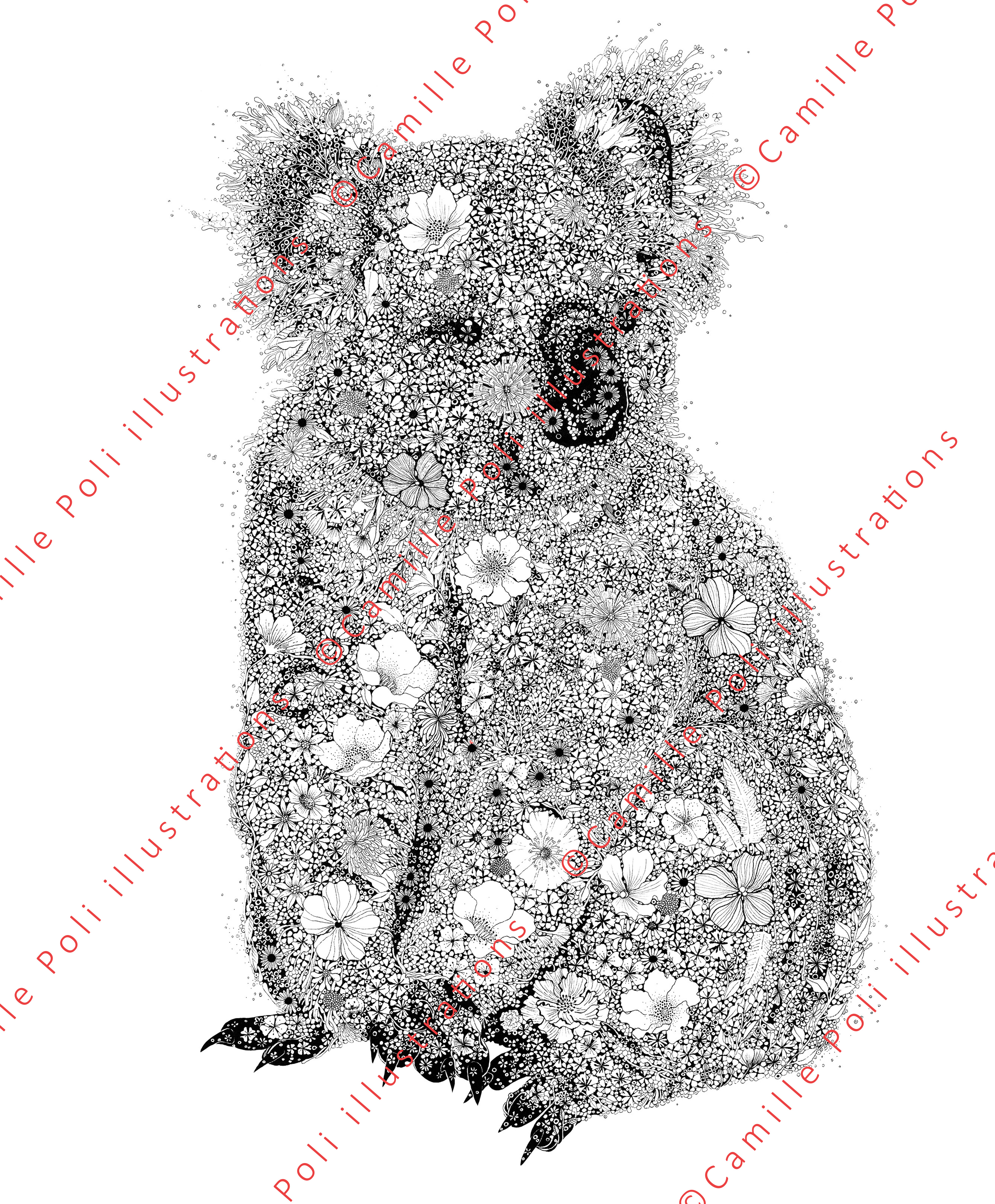 Koala