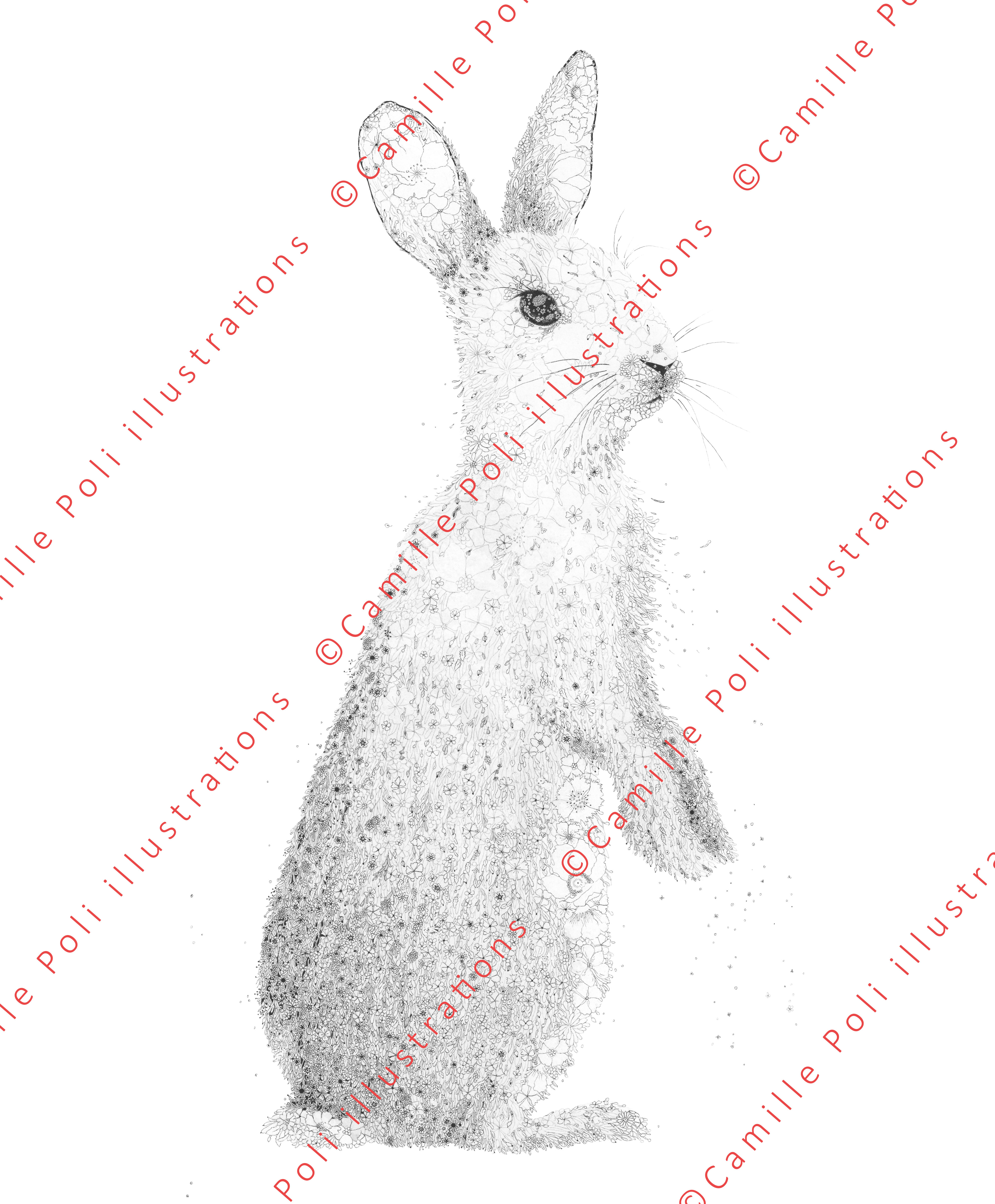 Lapin de Garenne