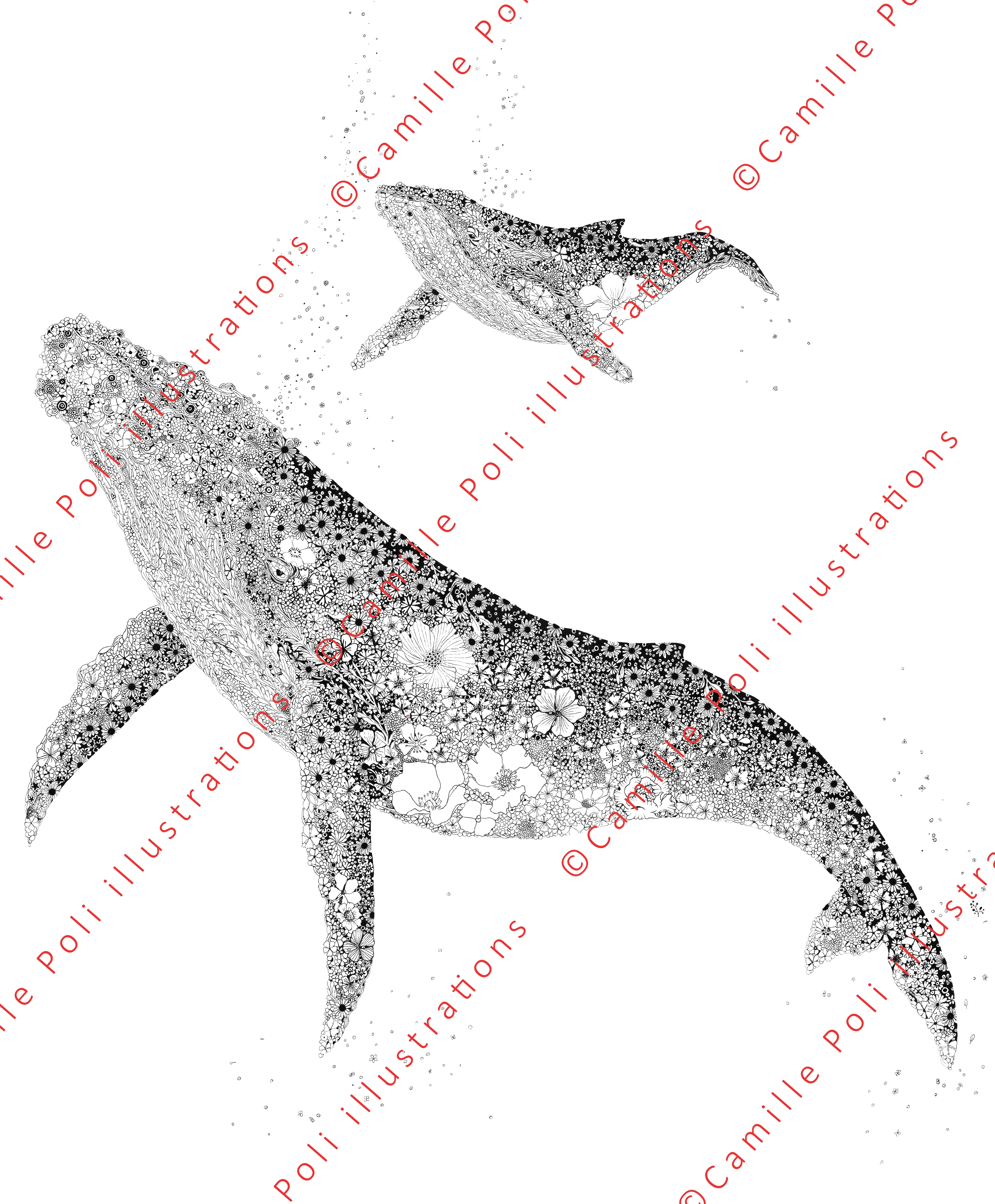 Baleines à bosse