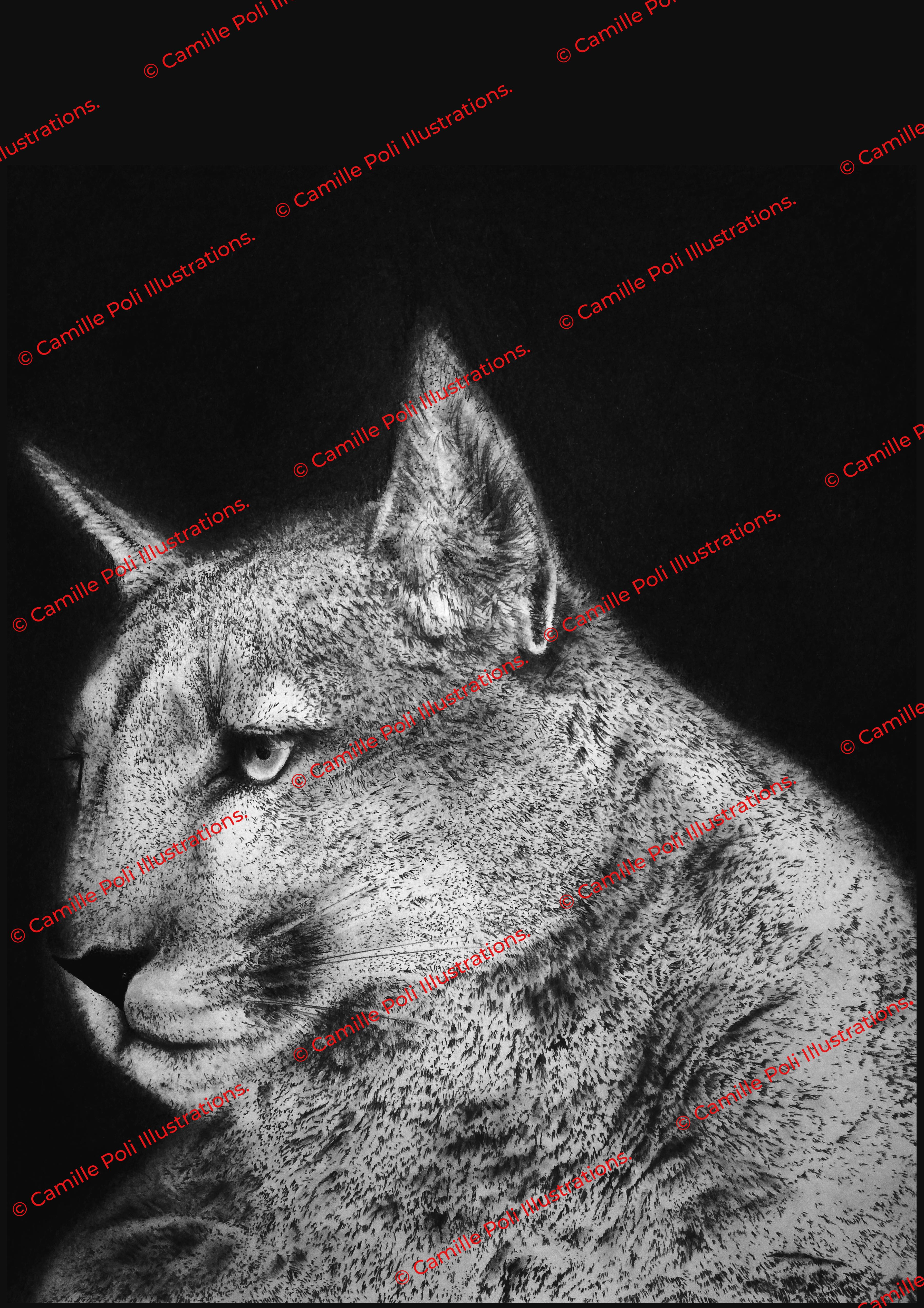Puma concolor