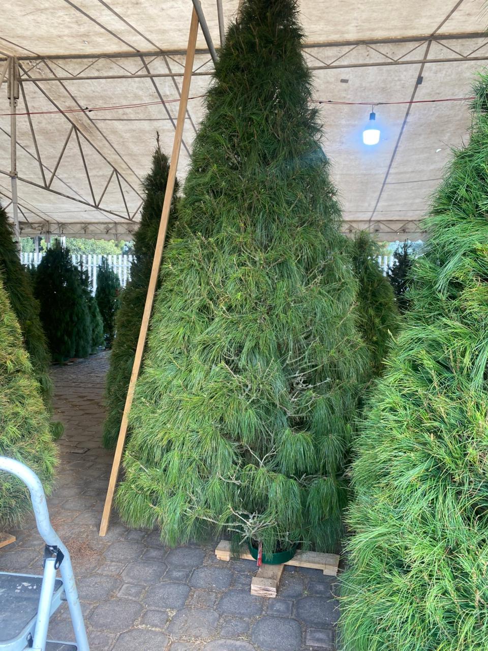 Abeto Vikingo 2.80 m