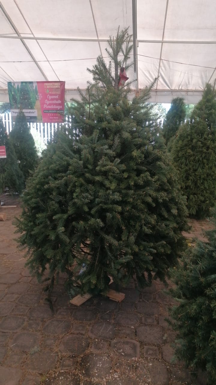 Abeto de Pseudotsuga 1.90m - Árbol de Navidad Natural de Agujas Suaves y Aroma Cítrico Tradicional