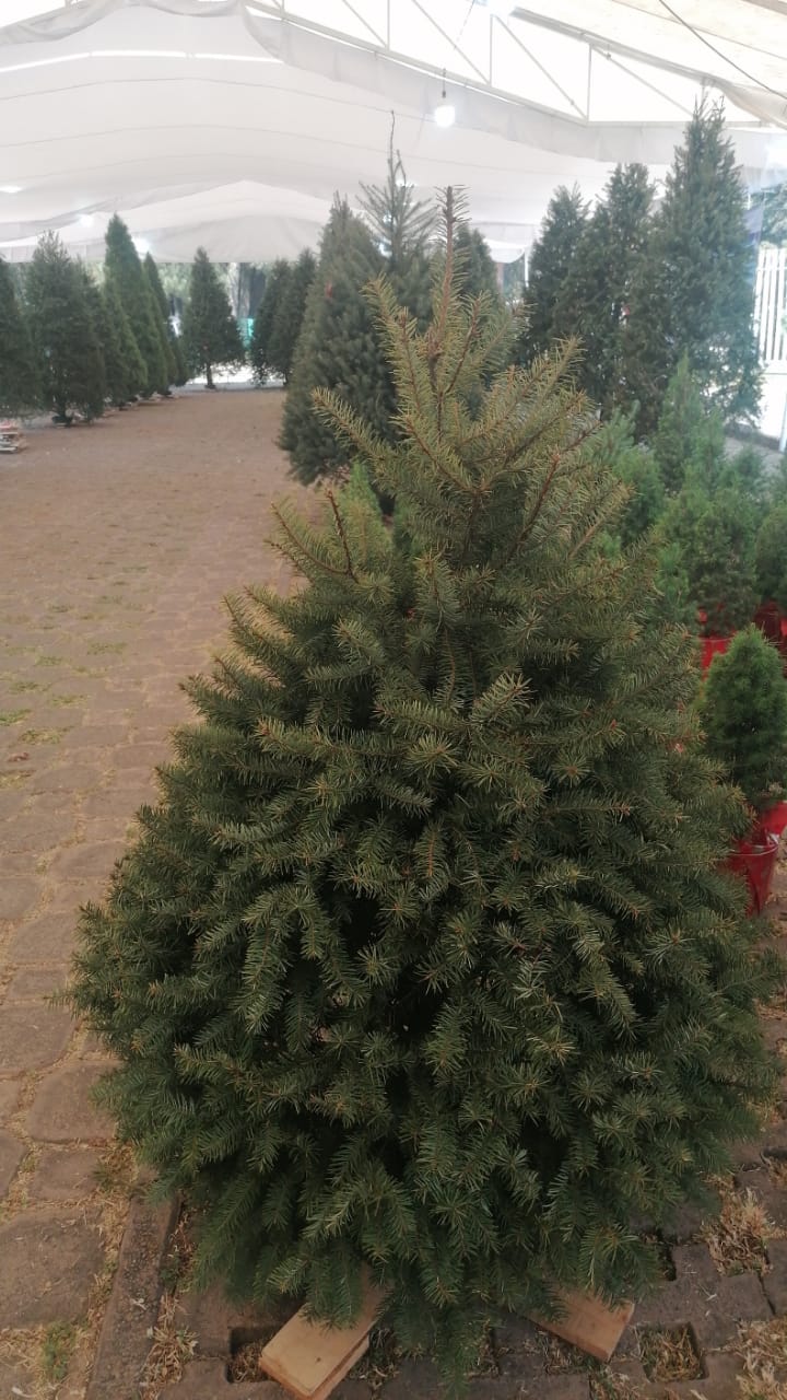 Abeto de Pseudotsuga 1.50m - Árbol de Navidad Natural de Agujas Suaves y Aroma Cítrico Tradicional