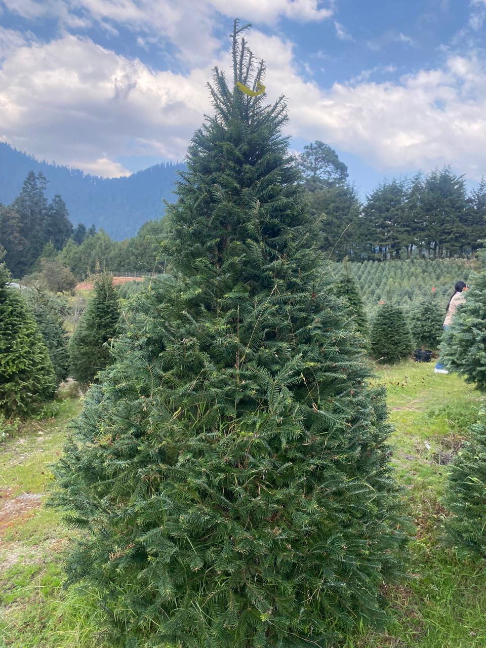 Abeto Oyamel – Árbol Navideño Natural 2.50 m (Con Cruceta y Palangana)