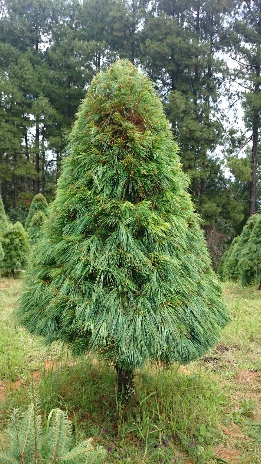 Abeto Vikingo 1.70 m