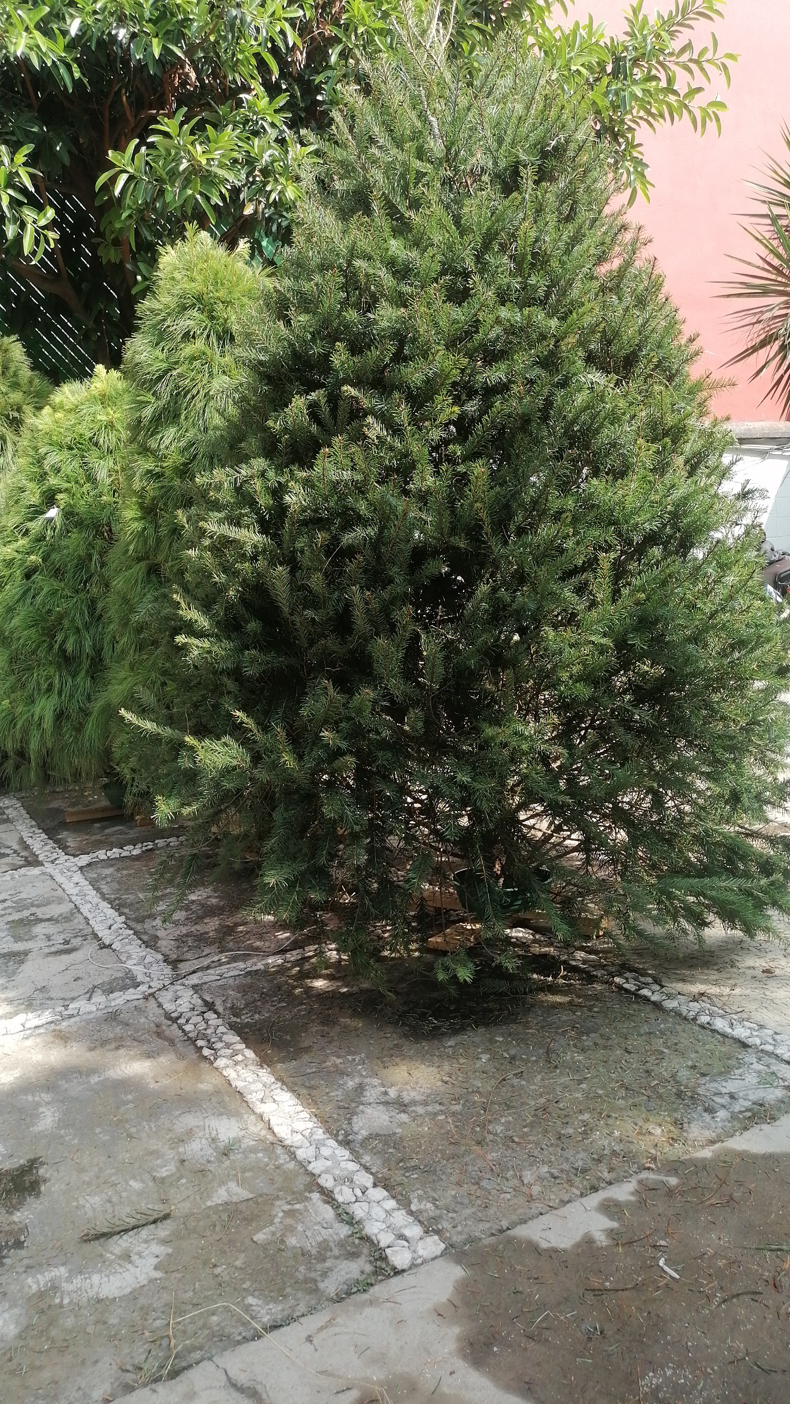 Abeto de Pseudotsuga 2.30m - Árbol de Navidad Natural de Agujas Suaves y Aroma Cítrico Tradicional