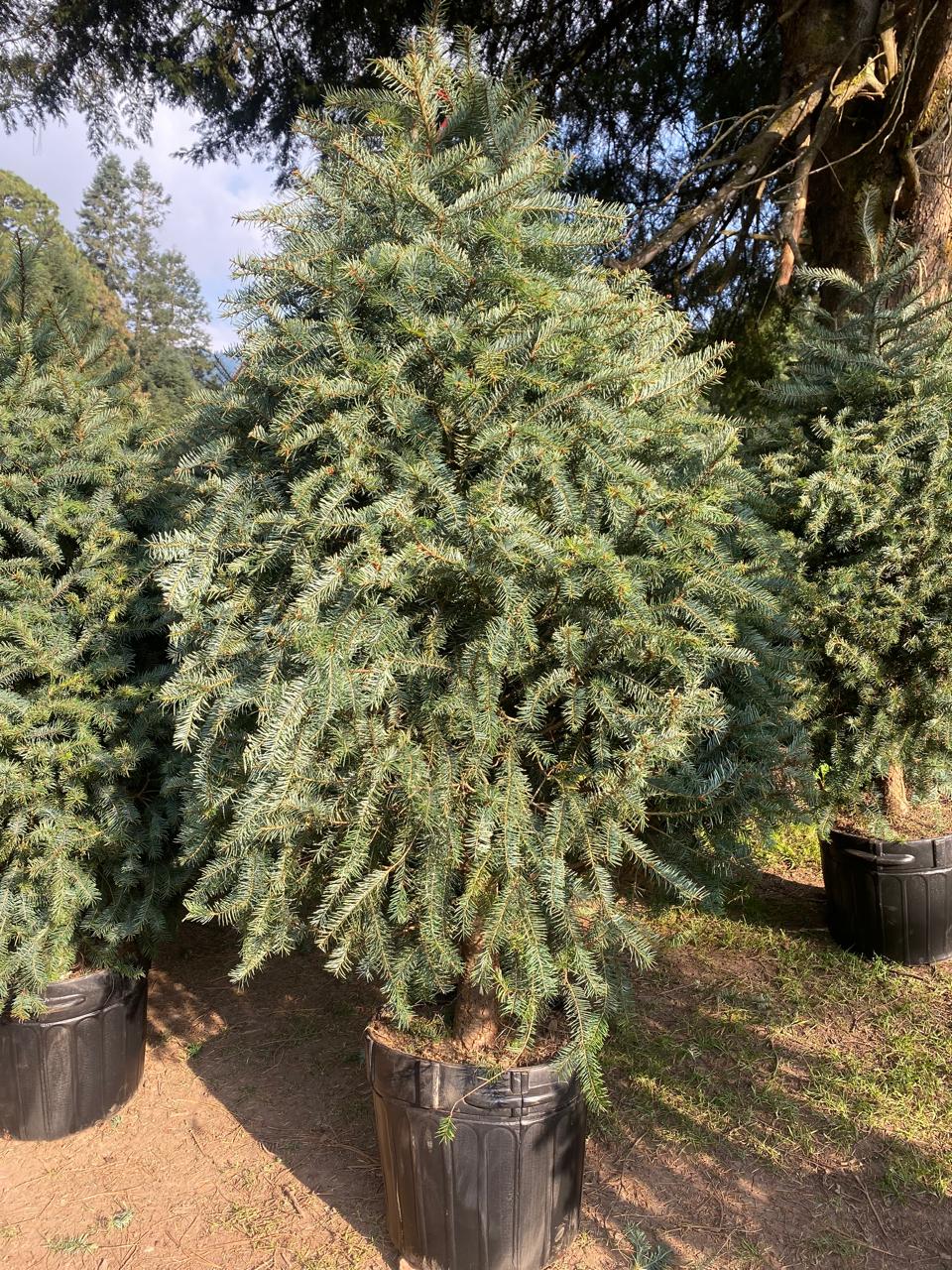 Árbol de Navidad VIVO Abeto de Douglas - 2.10m - 2.29 - El que se Planta.