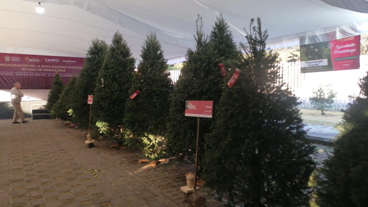 El Abeto de Douglas de 2.90m: La Inversión en una Navidad Espectacular